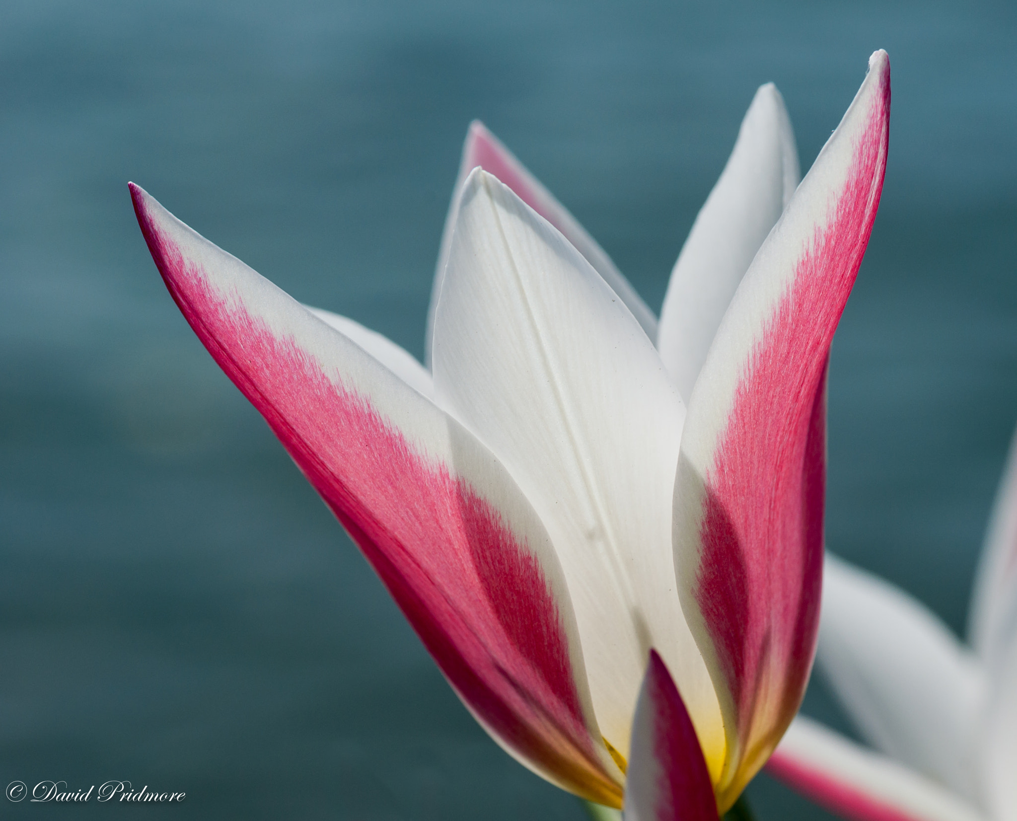 Nikon D90 sample photo. Tulip photography