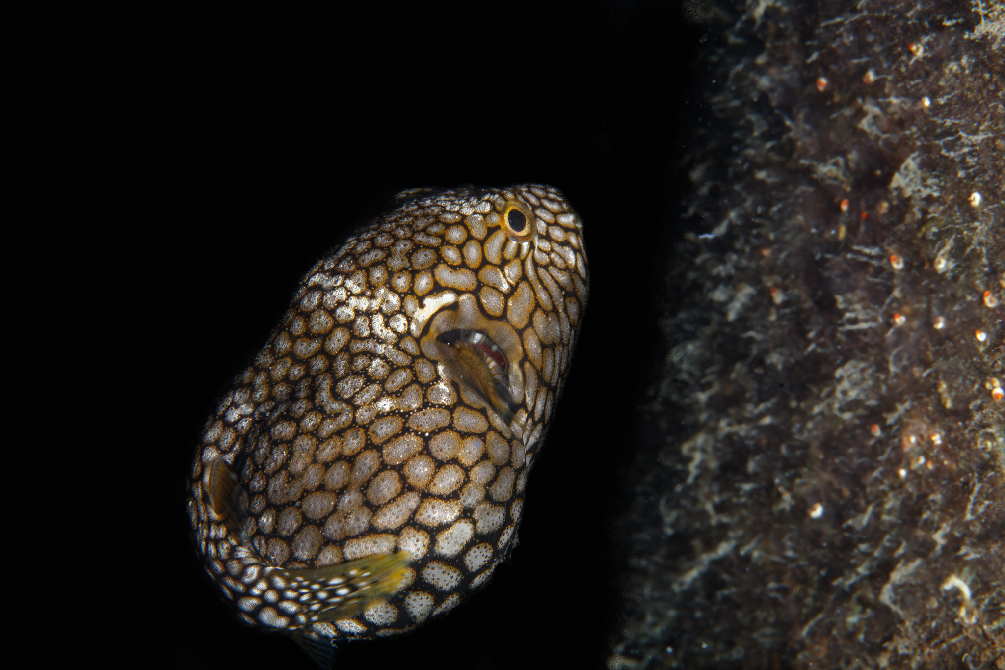 Canon EF 100mm F2.8L Macro IS USM sample photo. Arothron stellatus, pemuteran bali photography