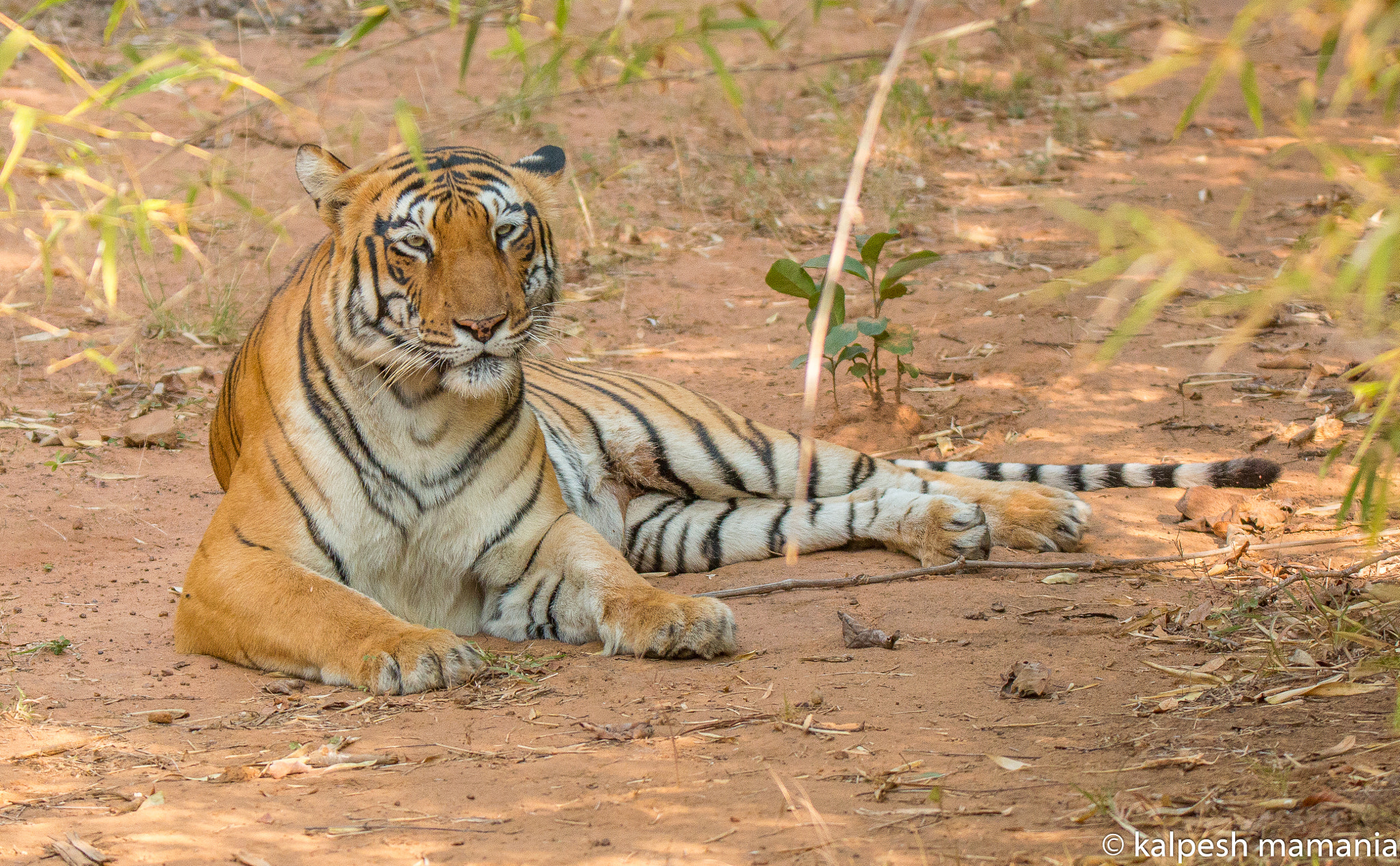 Tamron SP 150-600mm F5-6.3 Di VC USD sample photo. Tiger  photography