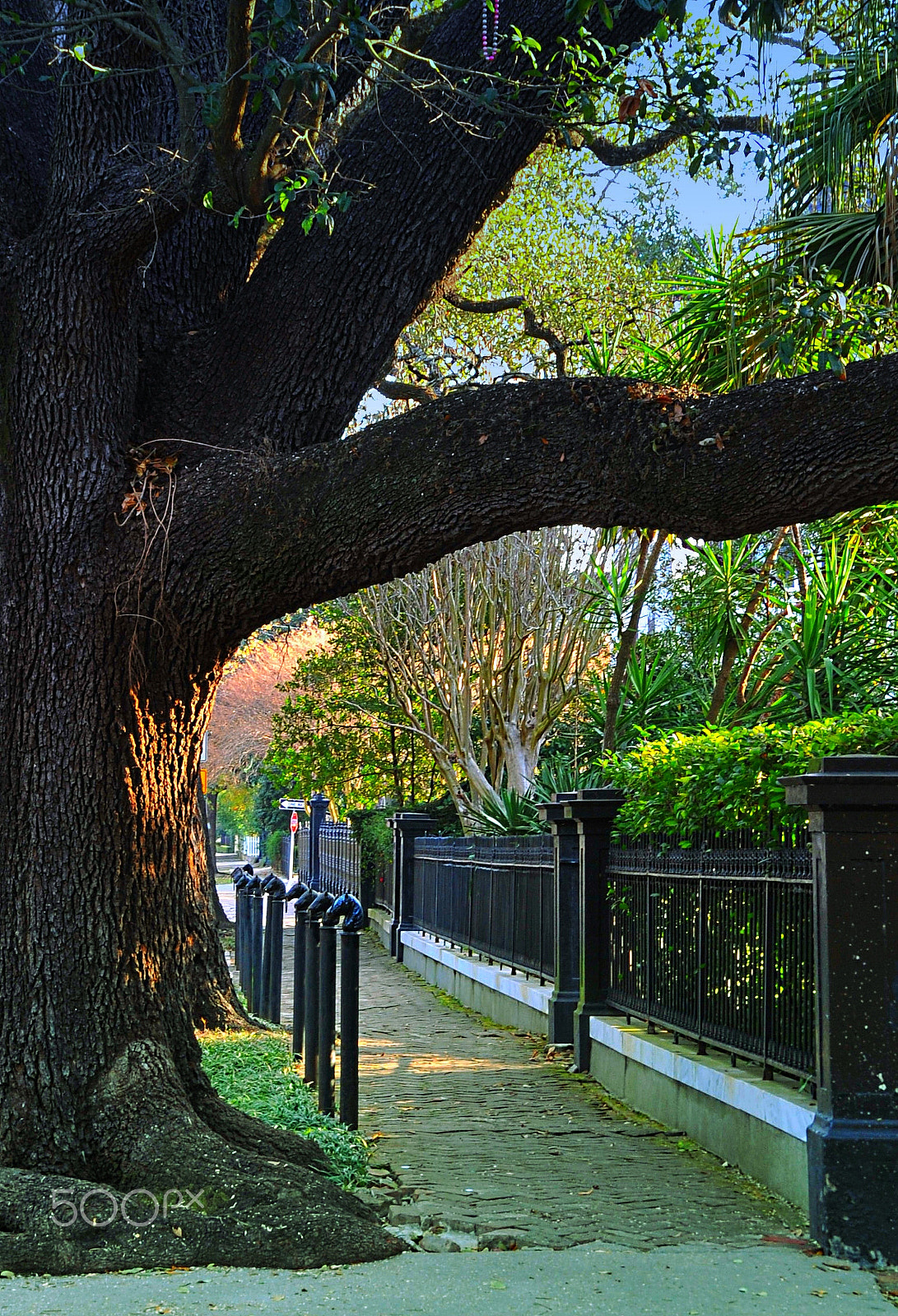 Nikon D700 sample photo. Sidewalk new orleans - garden district photography