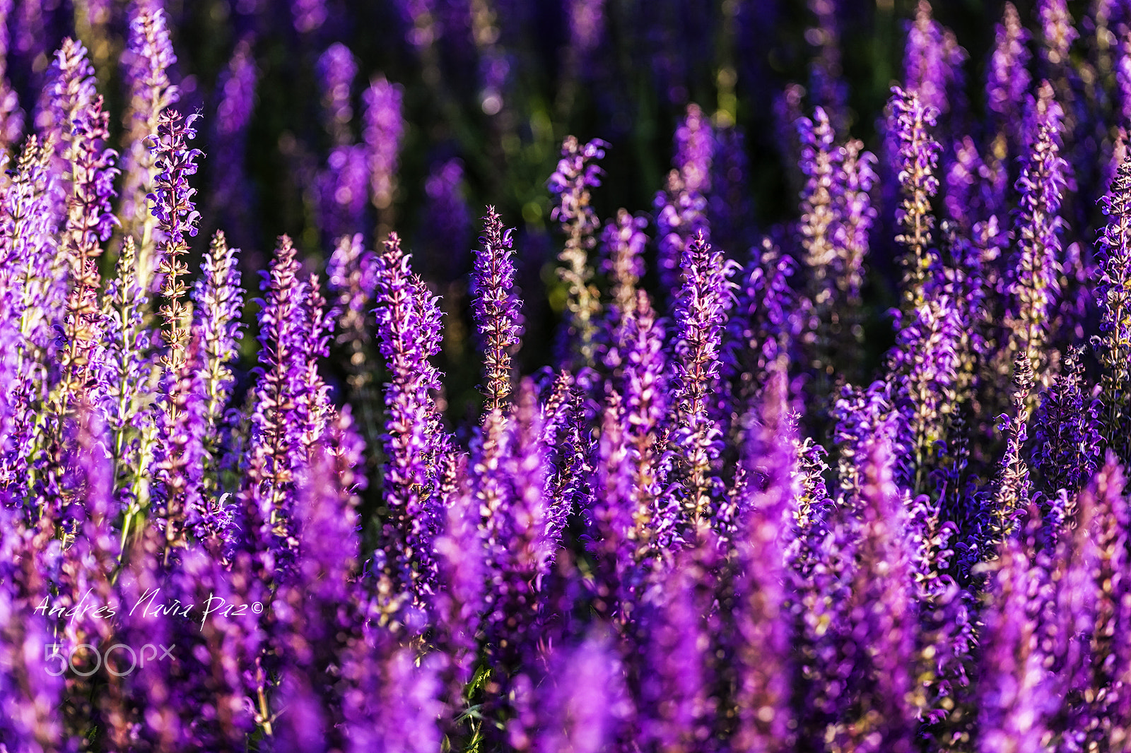 Canon EF 70-200mm F4L USM sample photo. Lavanda. photography