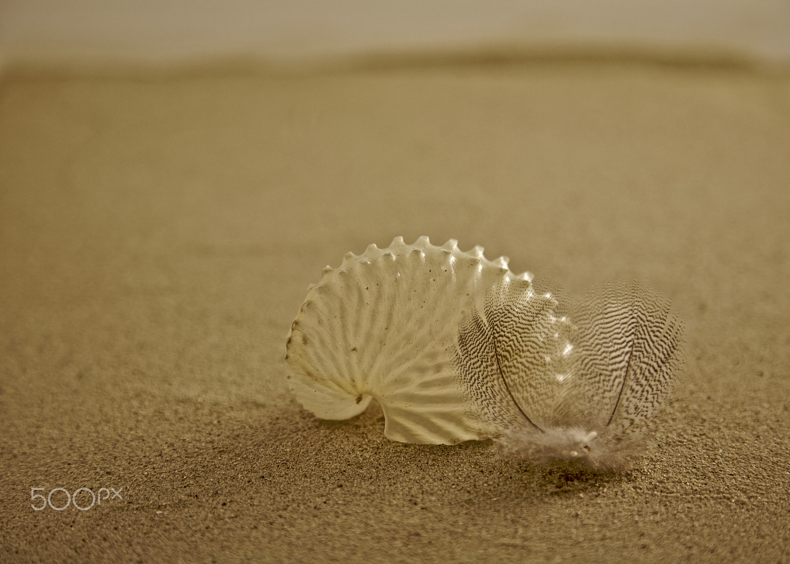 Canon EOS 5D sample photo. A shell with two feathers on the sand photography