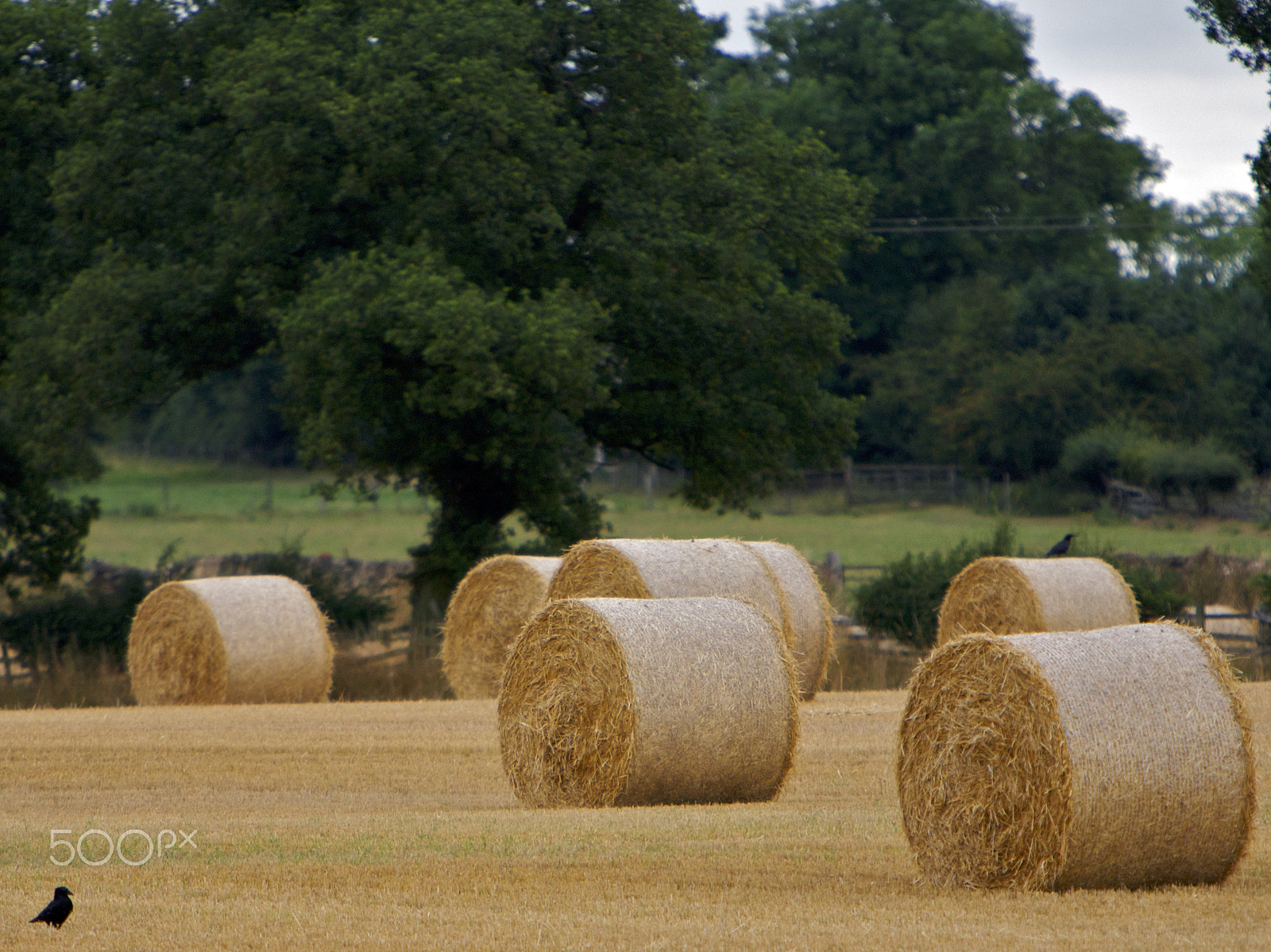 Canon EOS 5D sample photo. A bird standing next to hay stacks photography