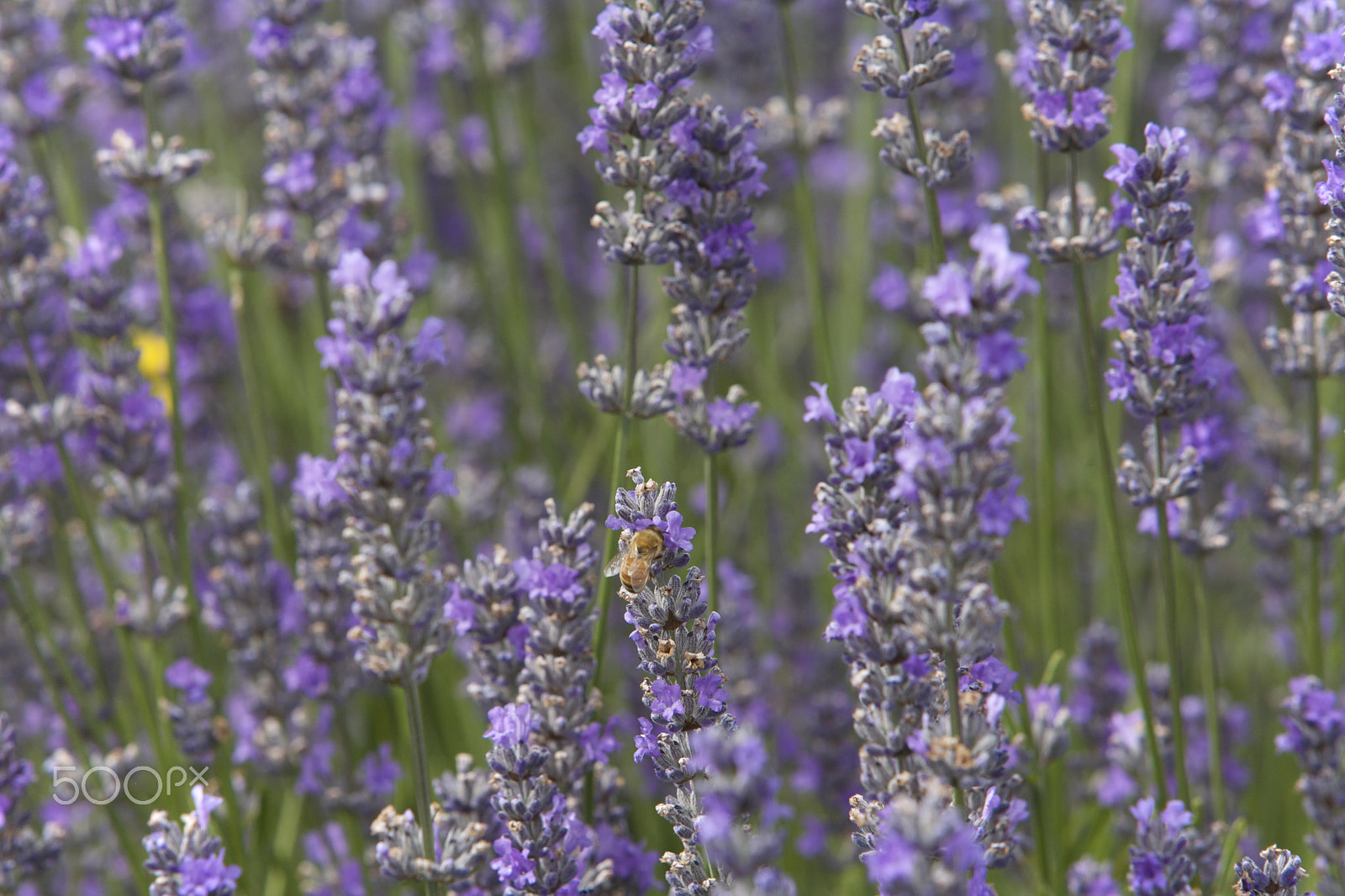 Canon EOS 5D + Canon EF 70-200mm F2.8L IS USM sample photo. A bee enjoying lavender plant photography