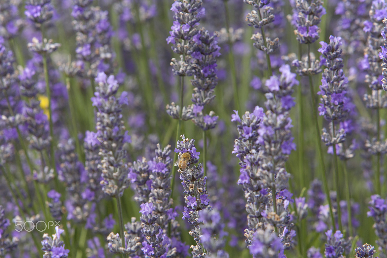 Canon EF 70-200mm F2.8L IS USM sample photo. A bee enjoying lavender plant photography