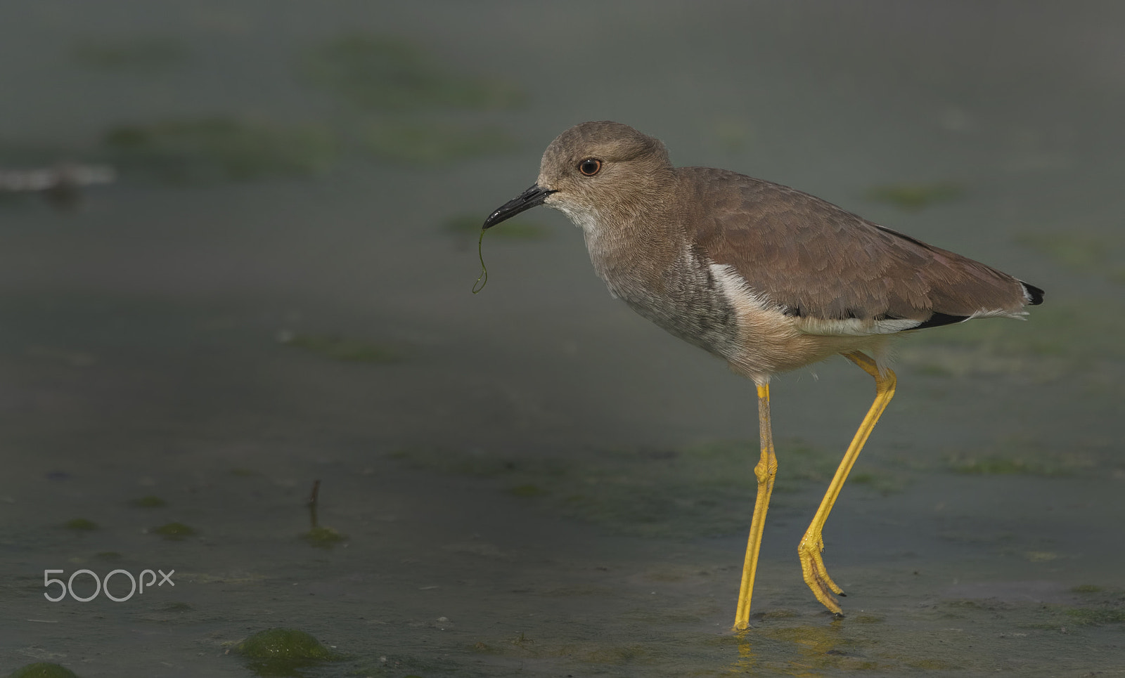 Nikon AF-S Nikkor 500mm F4G ED VR sample photo. White tailed lapwing photography