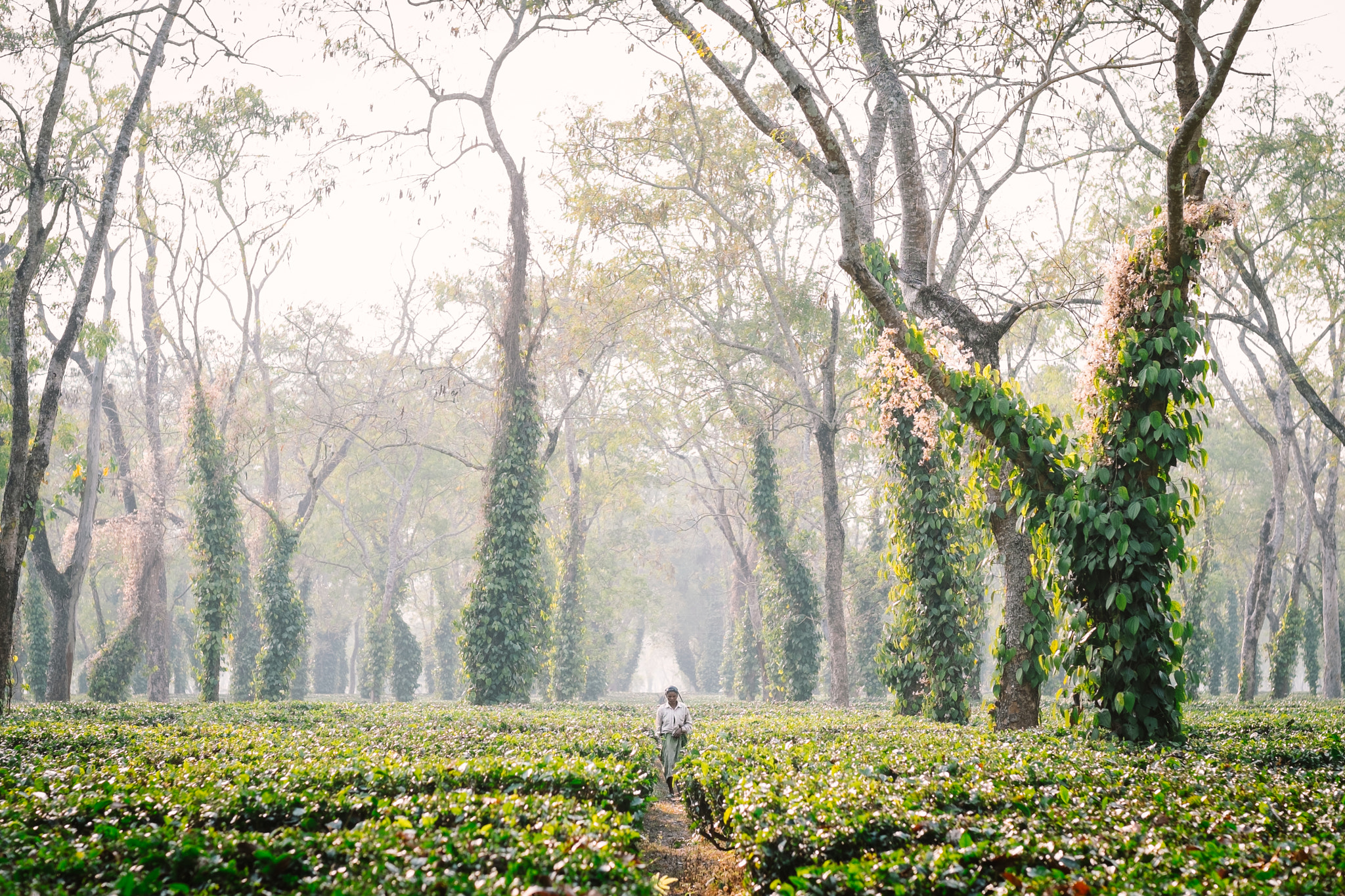 Fujifilm X-T1 sample photo. Assamese fairy tales photography