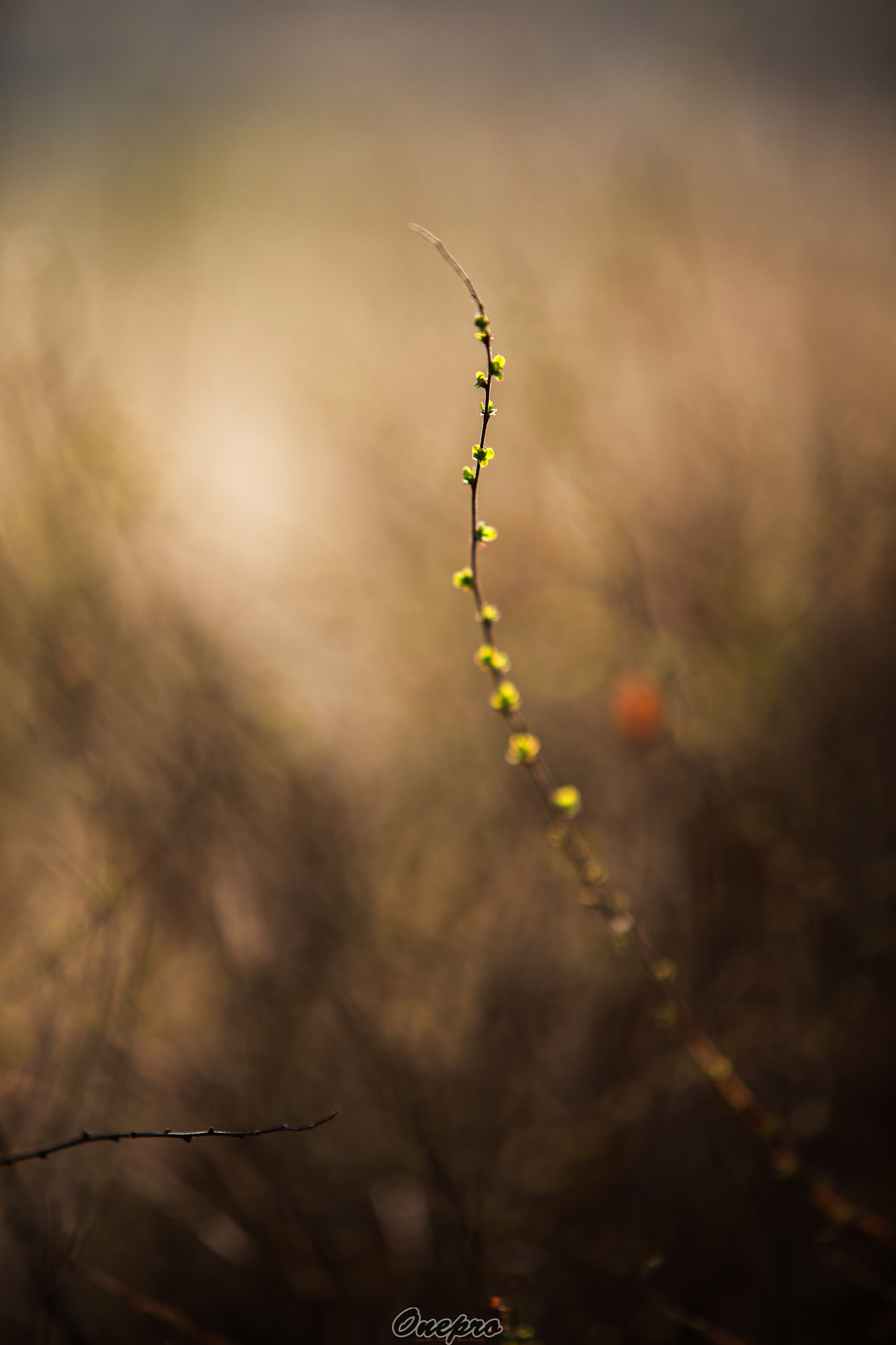 Canon EF 70-200mm F2.8L IS USM sample photo. Onepro - 봄이 온다 (spring is coming) photography