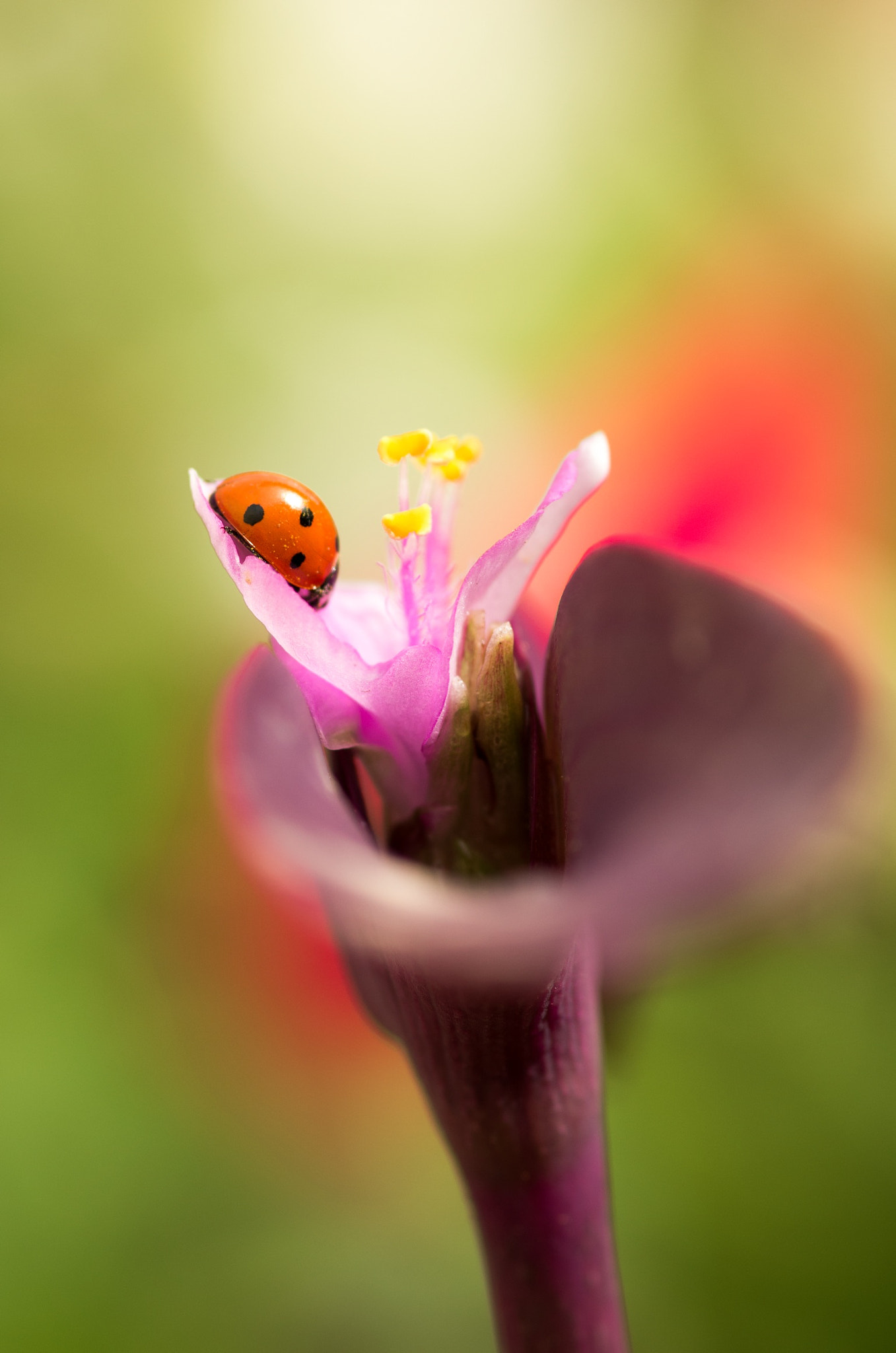 Pentax K-5 IIs sample photo. Sleeping ladybug photography