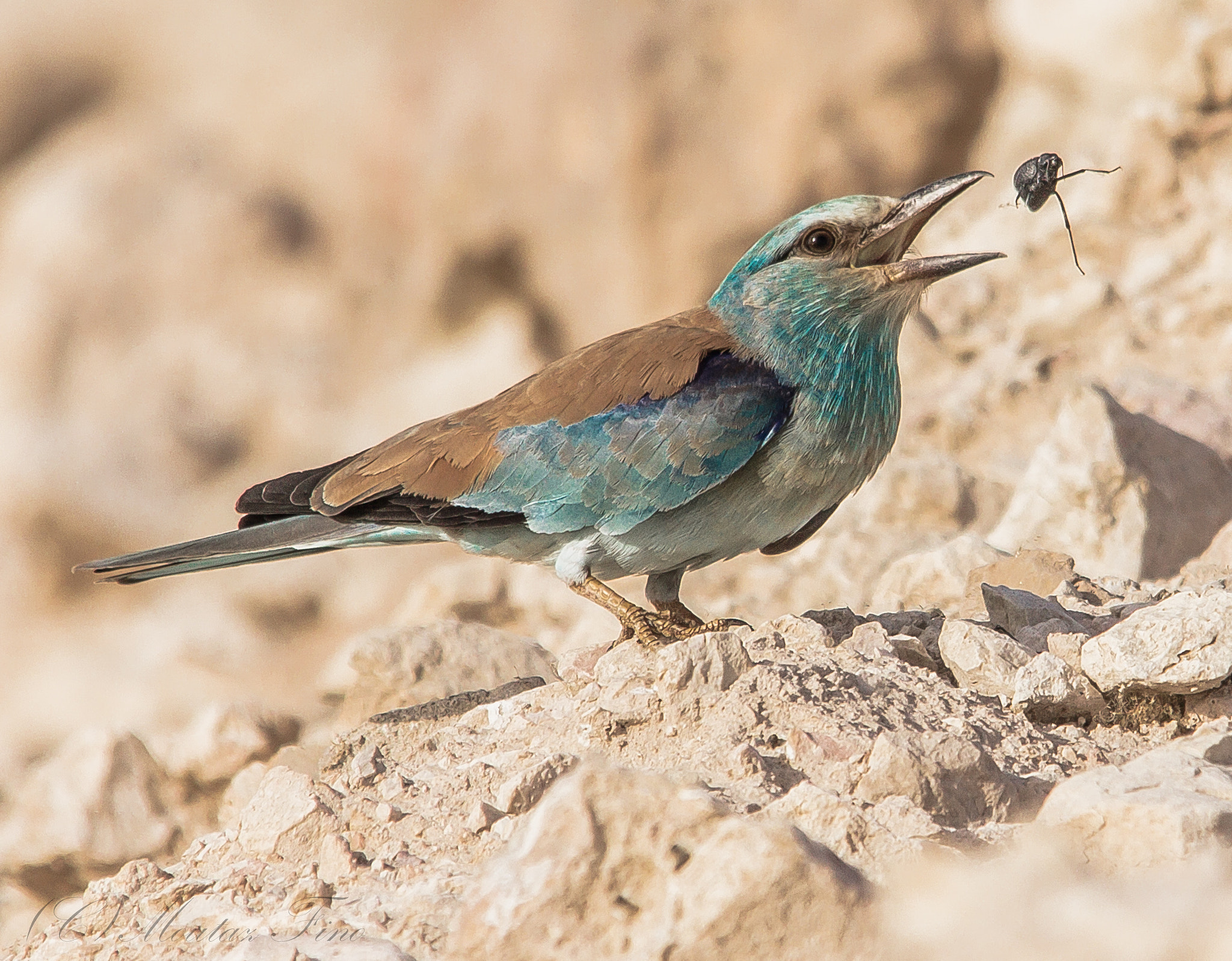 Sigma 150-500mm F5-6.3 DG OS HSM sample photo. European roller photography