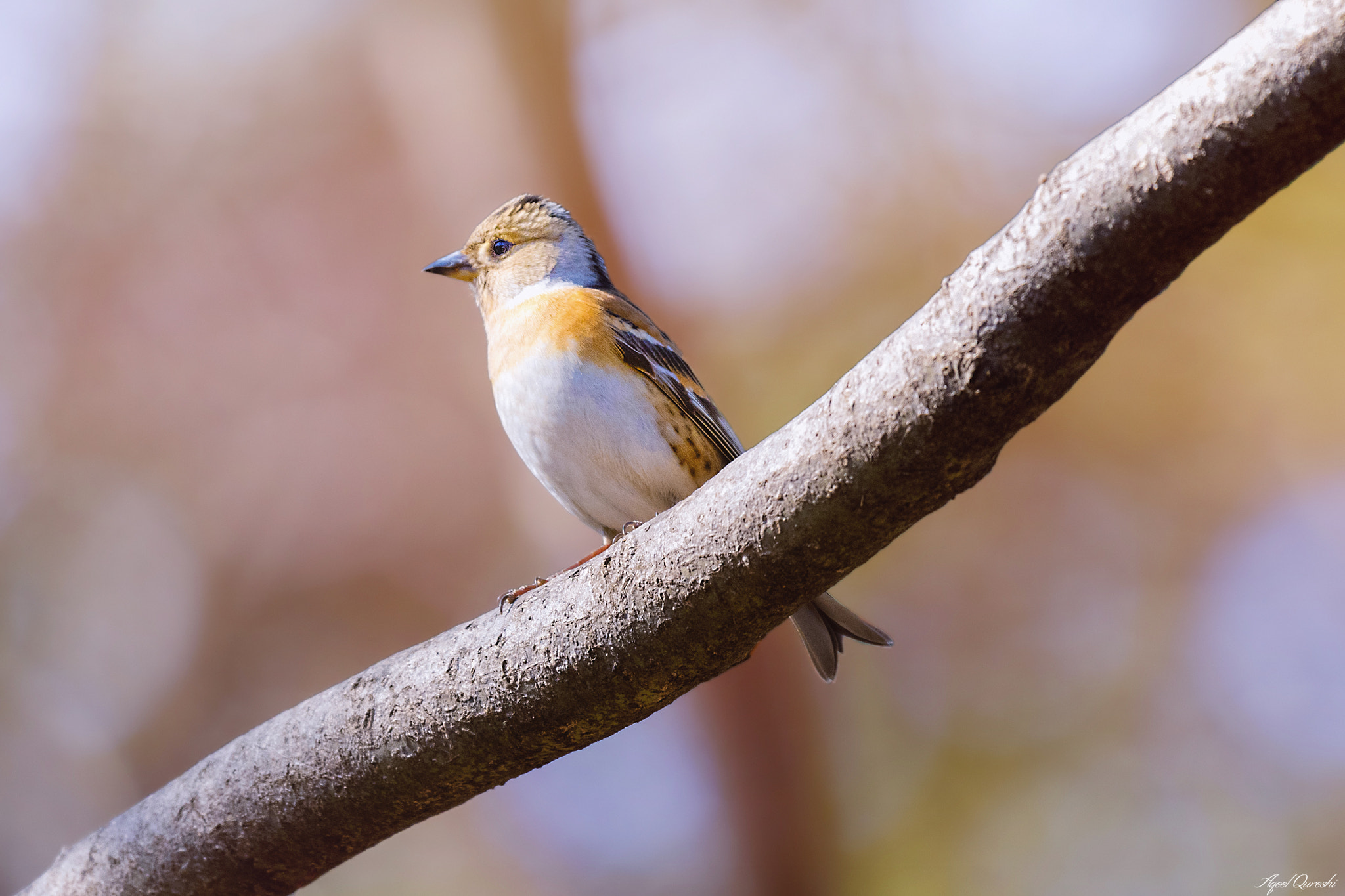 Nikon AF-S Nikkor 200-500mm F5.6E ED VR sample photo. アトリ　brambling photography
