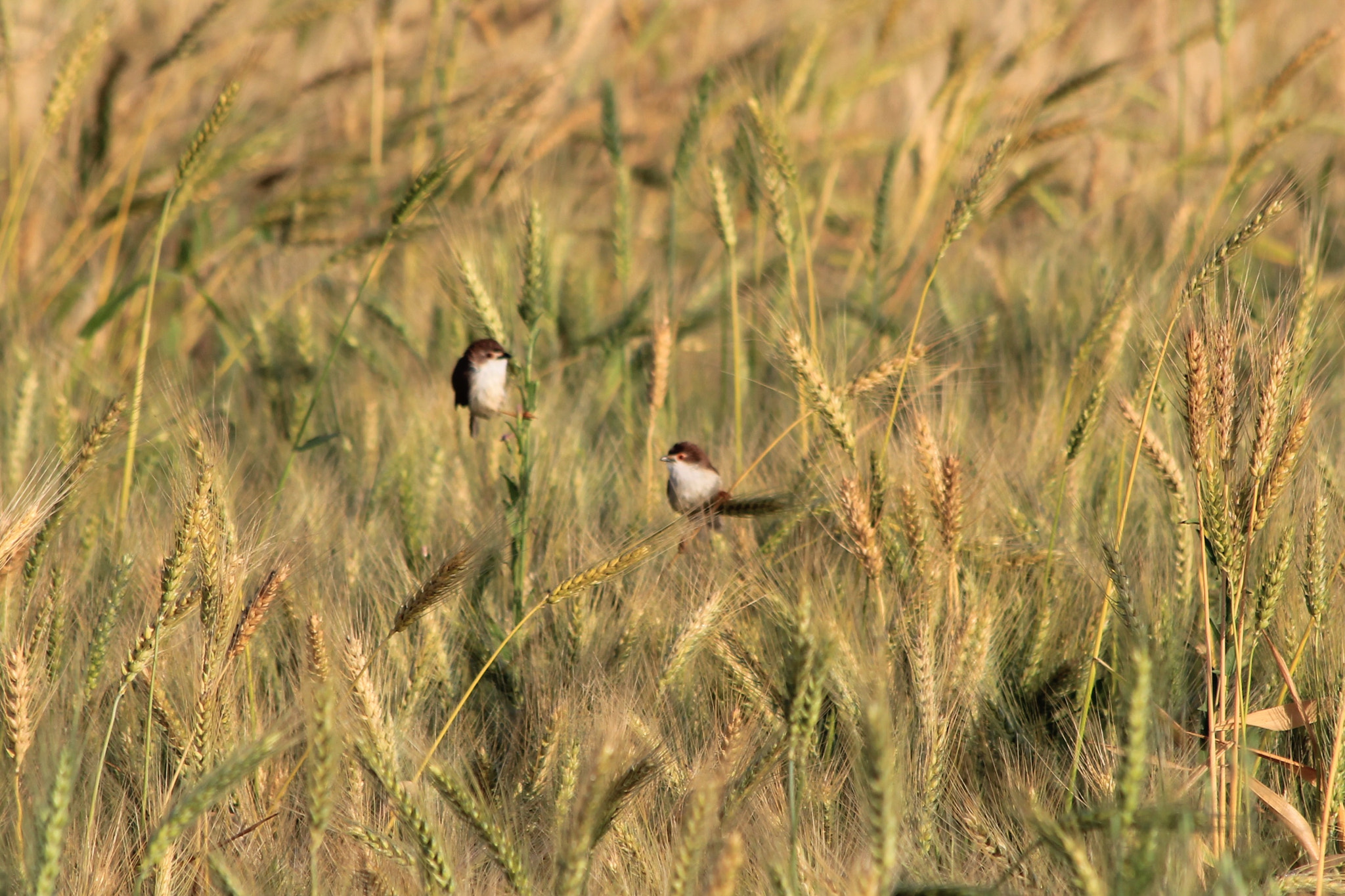 Canon EF 70-300mm F4-5.6 IS USM sample photo. Ashy prinia photography