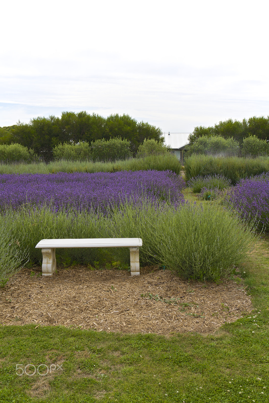 Canon EOS 5D + Canon EF 24-70mm F2.8L USM sample photo. Lavender farm photography