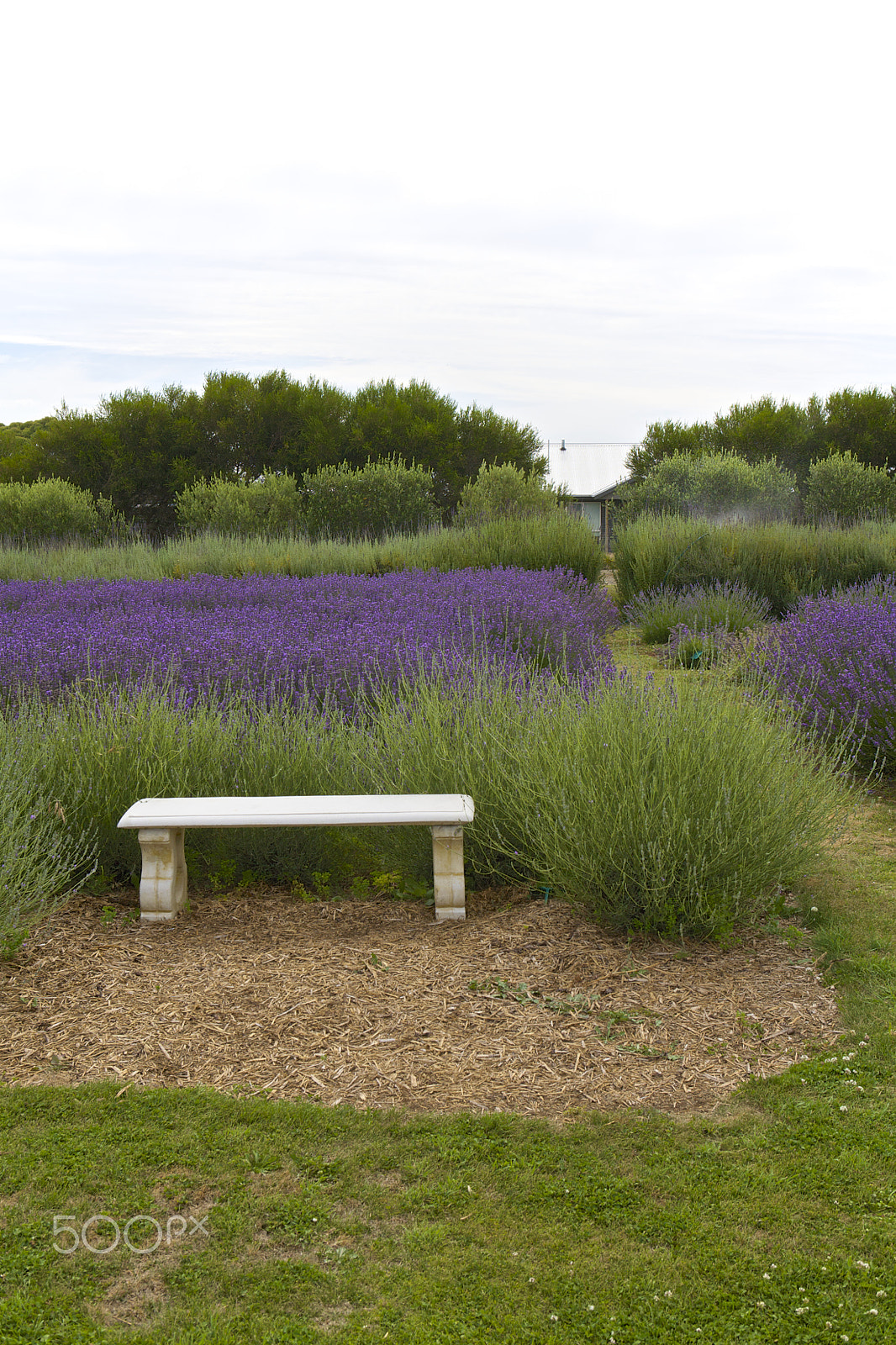 Canon EOS 5D sample photo. Lavender farm photography