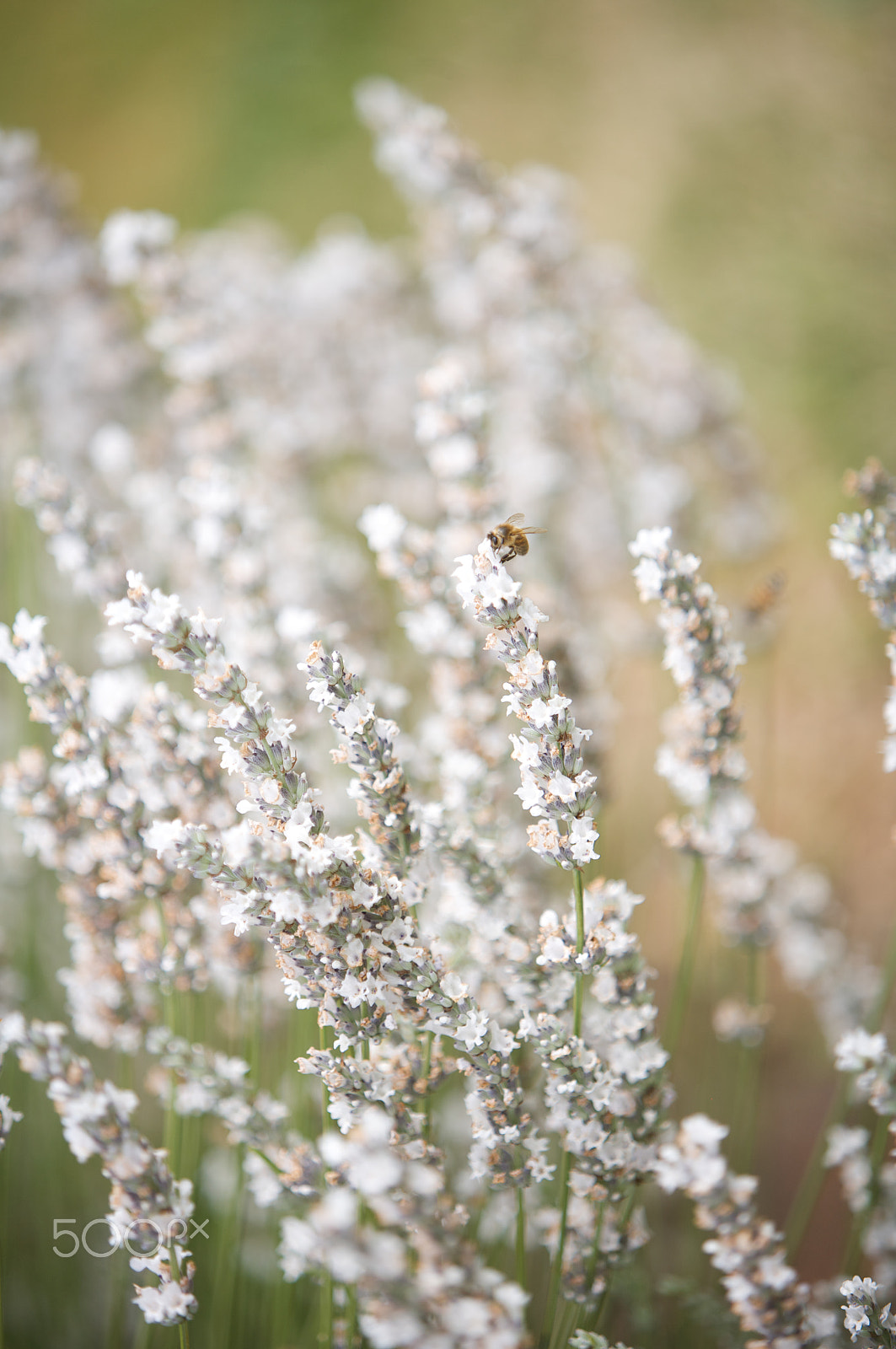 Canon EOS 5D sample photo. Close view of a white lavender flowers with a bee photography