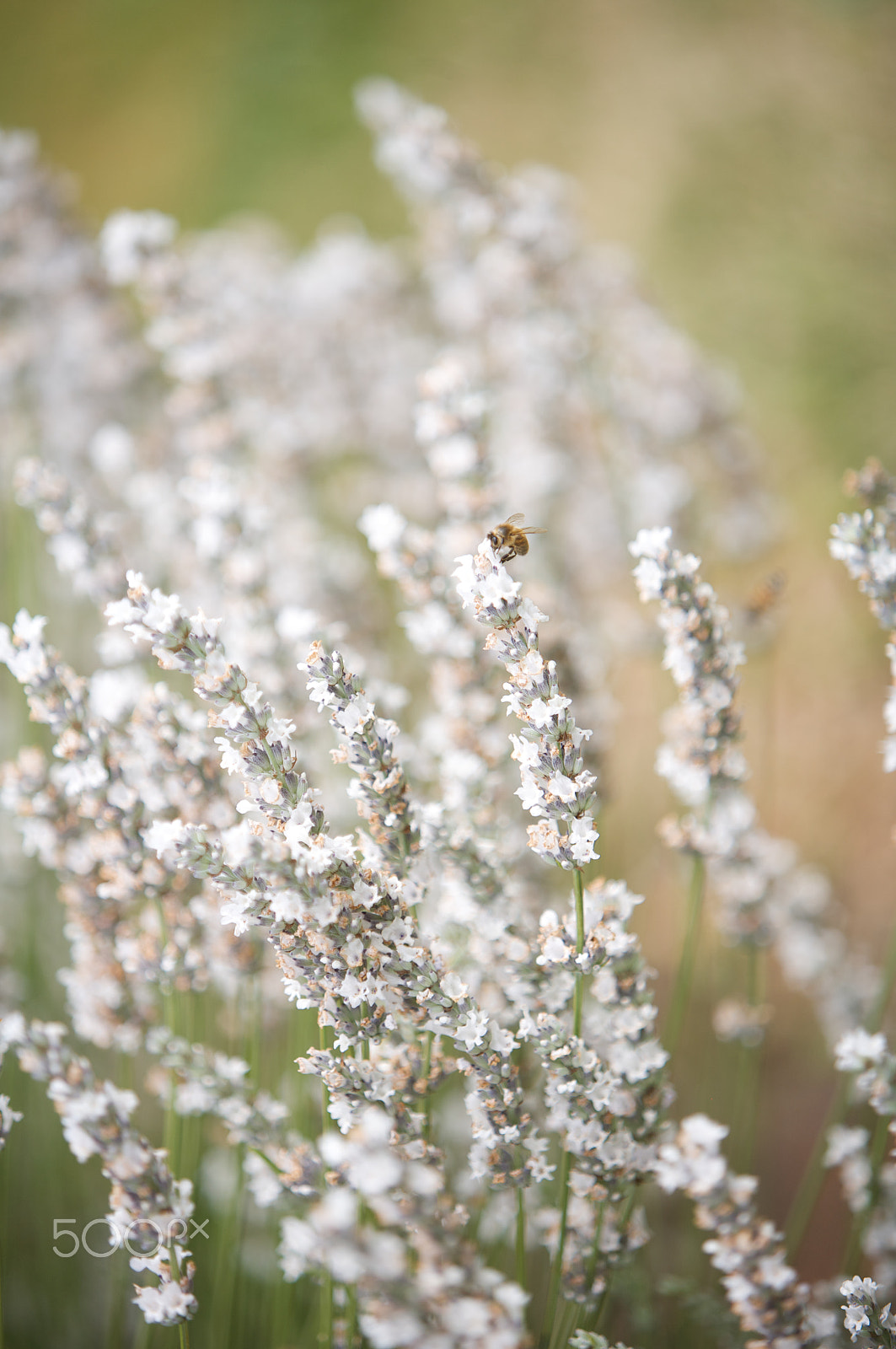 Canon EF 70-200mm F2.8L IS USM sample photo. Close view of a white lavender flowers with a bee photography
