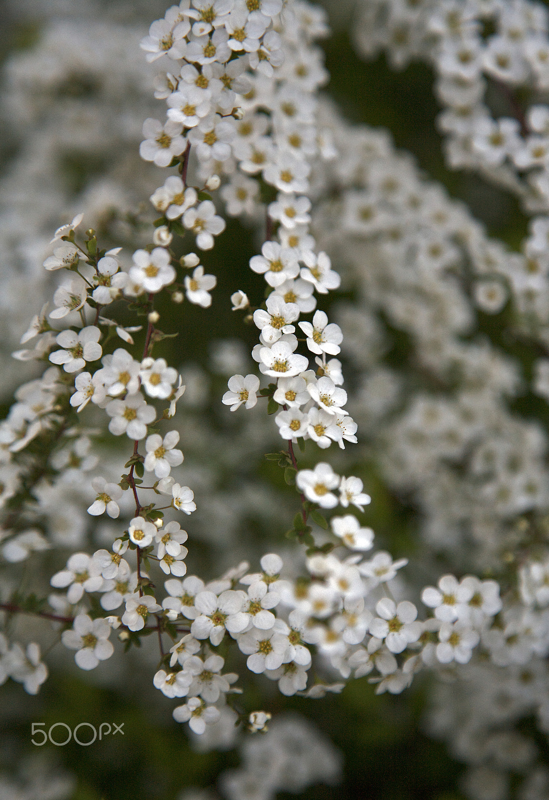 Canon EOS 5D sample photo. White blossoms hanging from a tree photography