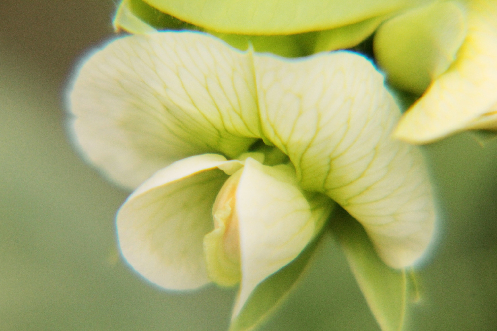 Canon EF-S 55-250mm F4-5.6 IS II sample photo. Pea flower photography