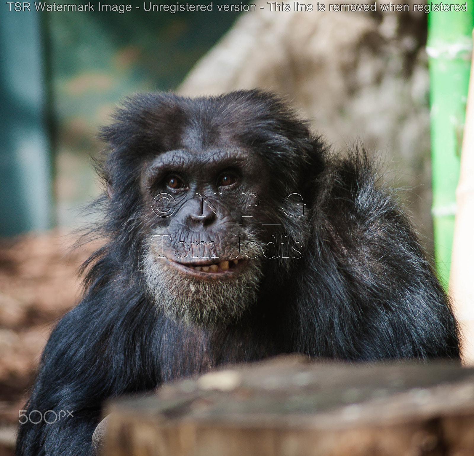 Nikon D700 sample photo. Chimp photography