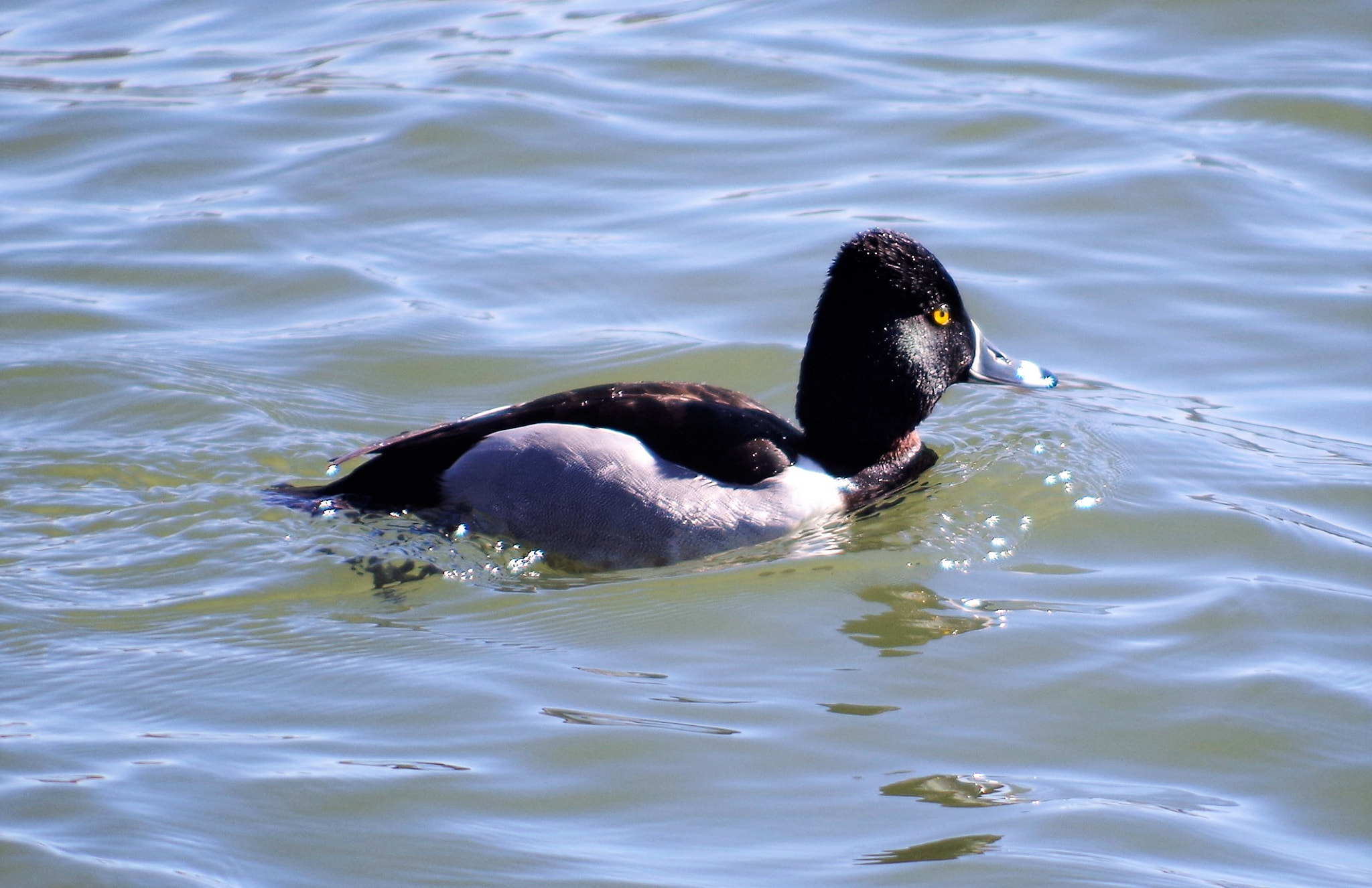 smc PENTAX-DA L 55-300mm F4-5.8 ED sample photo. Duck photography