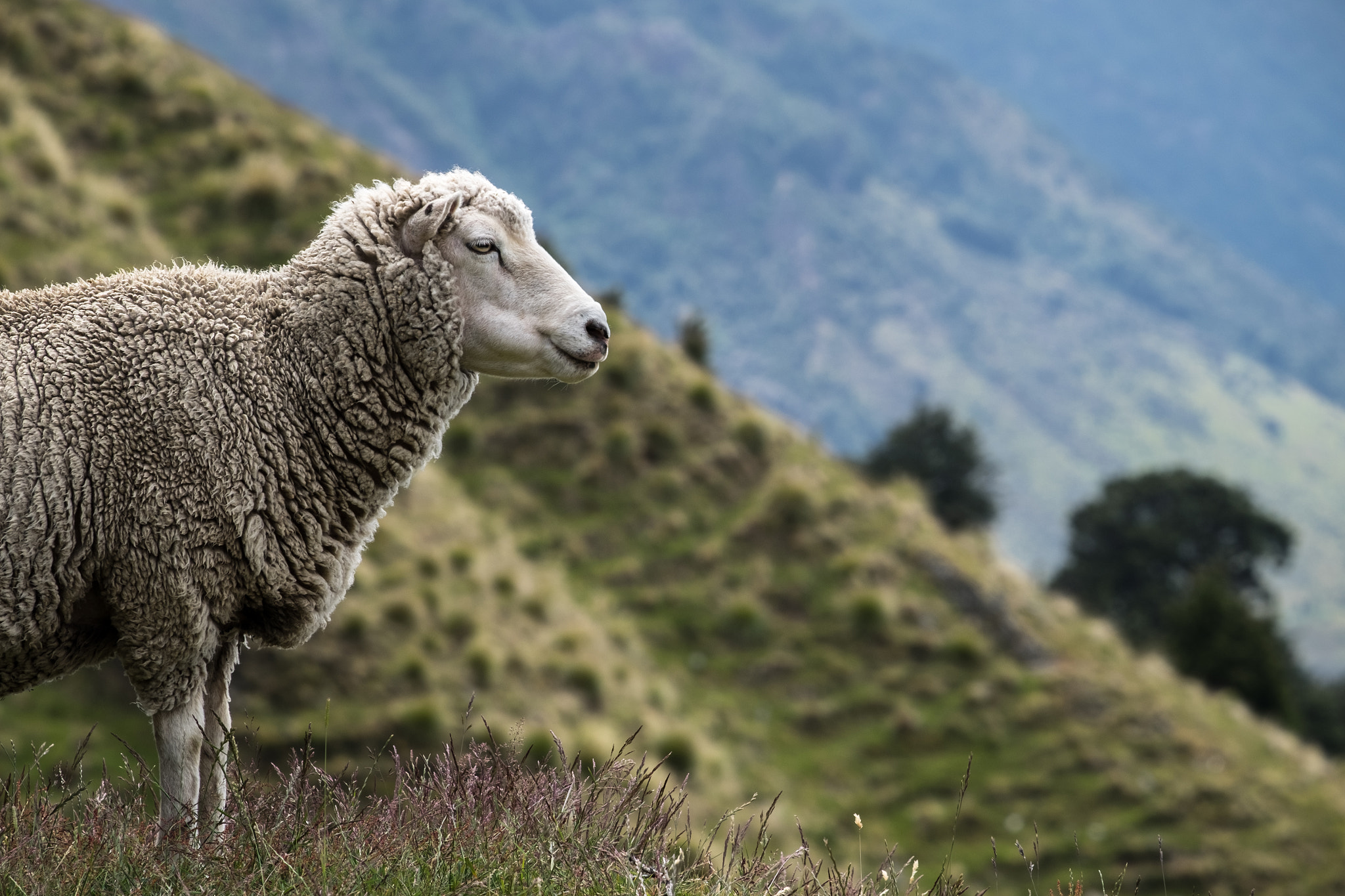 Fujifilm XF 55-200mm F3.5-4.8 R LM OIS sample photo. Sheep photography