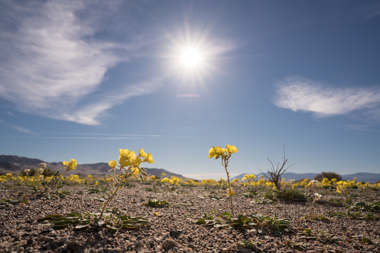 Sony a7R II + ZEISS Batis 25mm F2 sample photo. Golden evening primrose photography