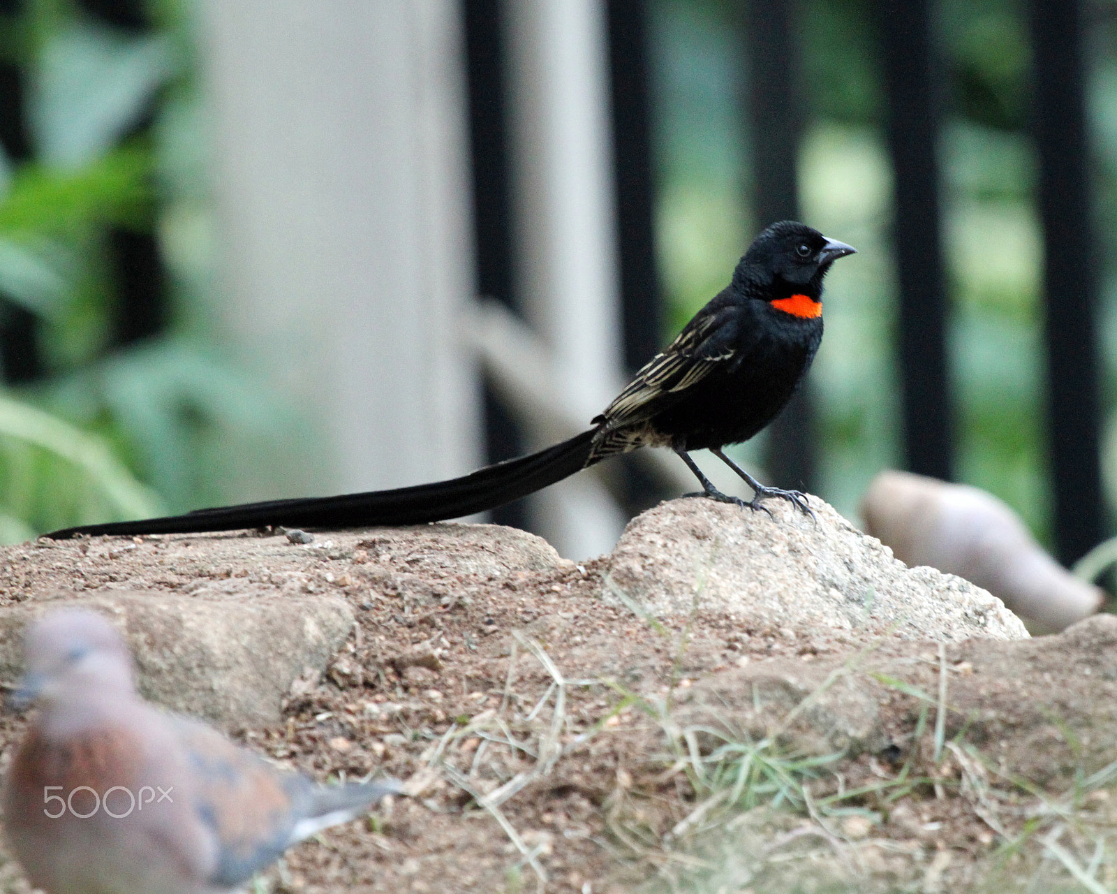 Canon EF 100-400mm F4.5-5.6L IS USM sample photo. Red collared widowbird, male photography