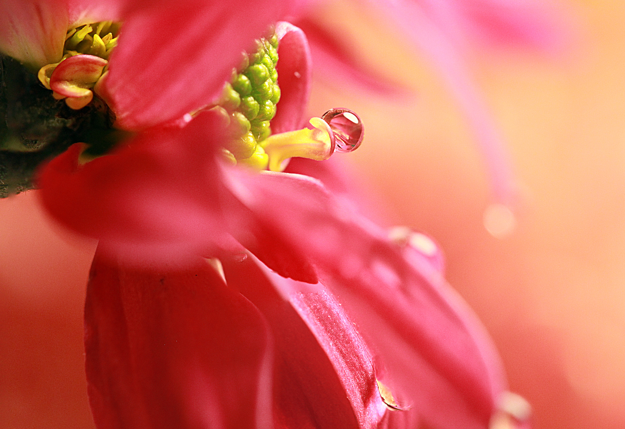 Sigma 105mm F2.8 EX DG OS HSM sample photo. Female drop... photography