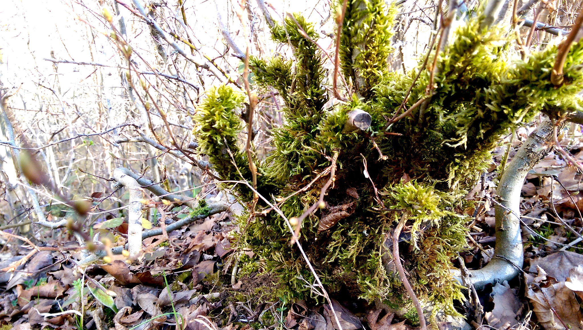 HTC ONE (M8) sample photo. Imag photography