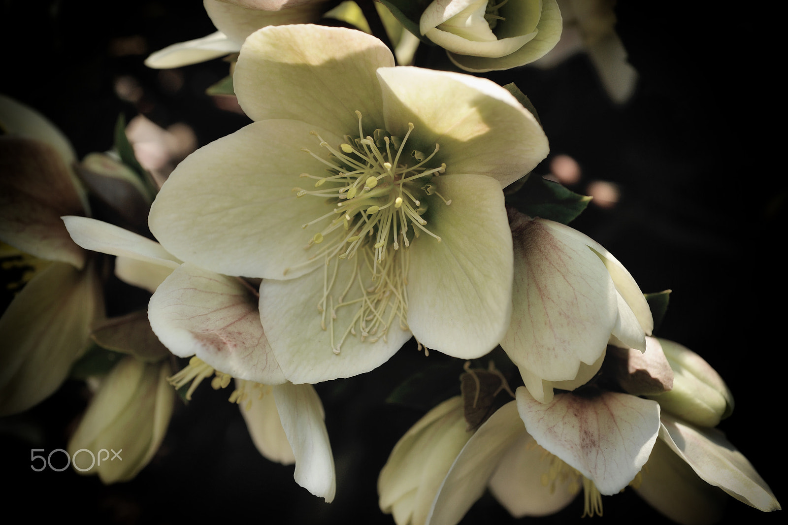 Nikon D700 + AF Micro-Nikkor 60mm f/2.8 sample photo. Helleborus corsicum photography