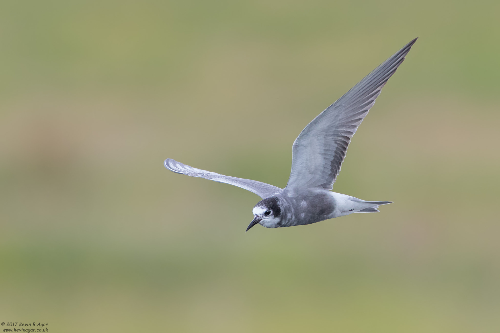 Canon EOS 7D Mark II + Canon EF 500mm F4L IS USM sample photo. Black tern, chlidonias niger photography