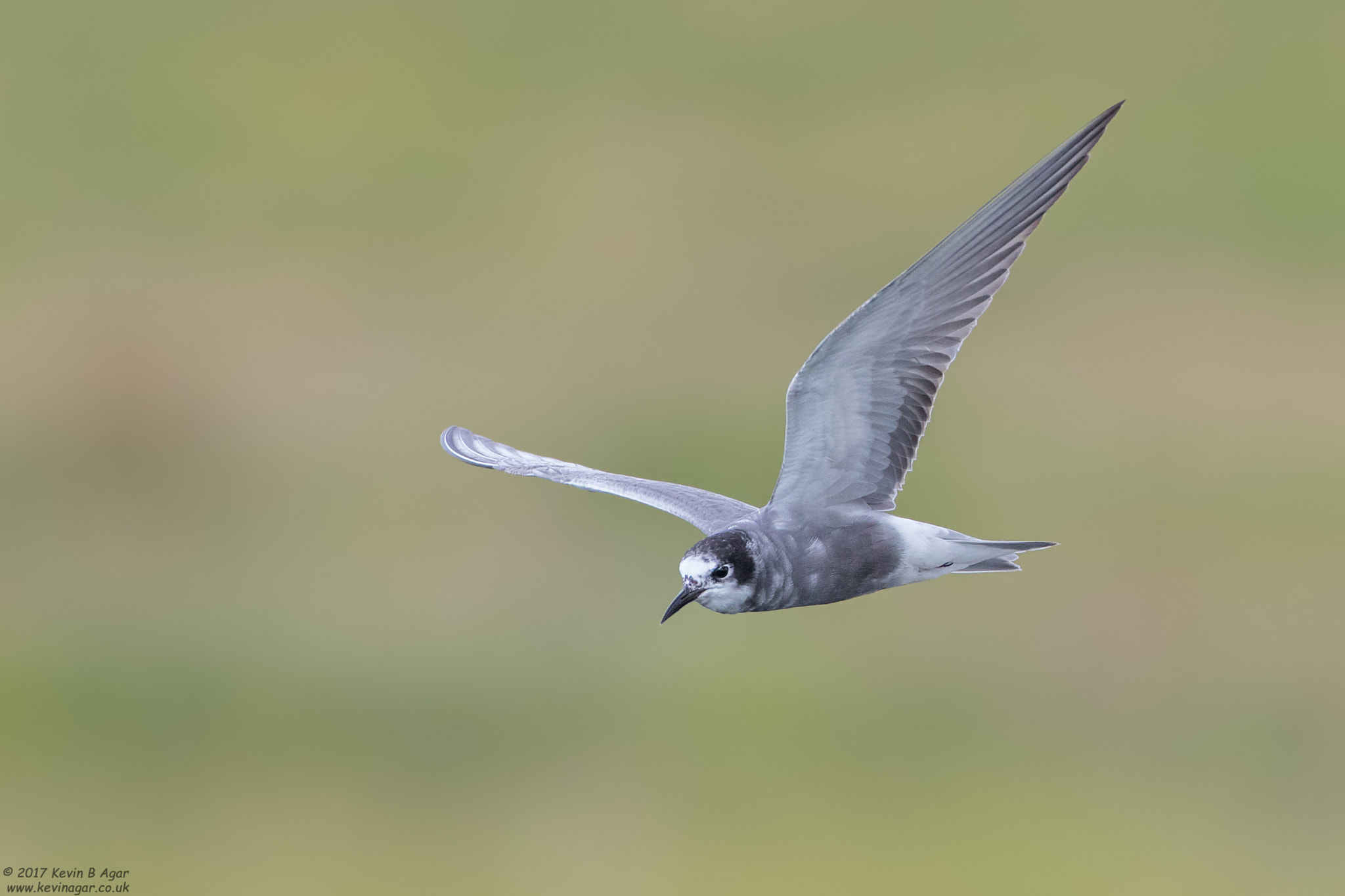 Canon EF 500mm F4L IS USM sample photo. Black tern, chlidonias niger photography