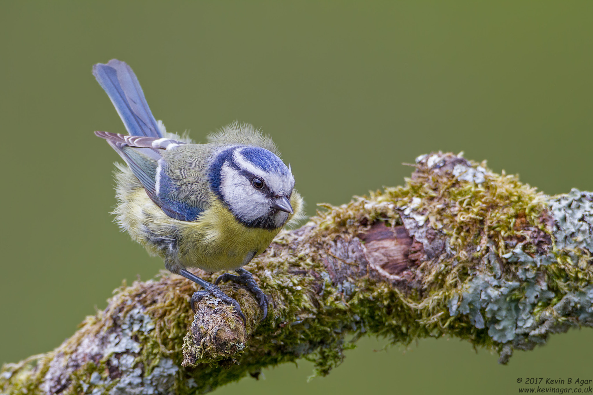 Canon EOS 7D + Canon EF 500mm F4L IS USM sample photo. Blue tit, cyanistes caeruleus photography