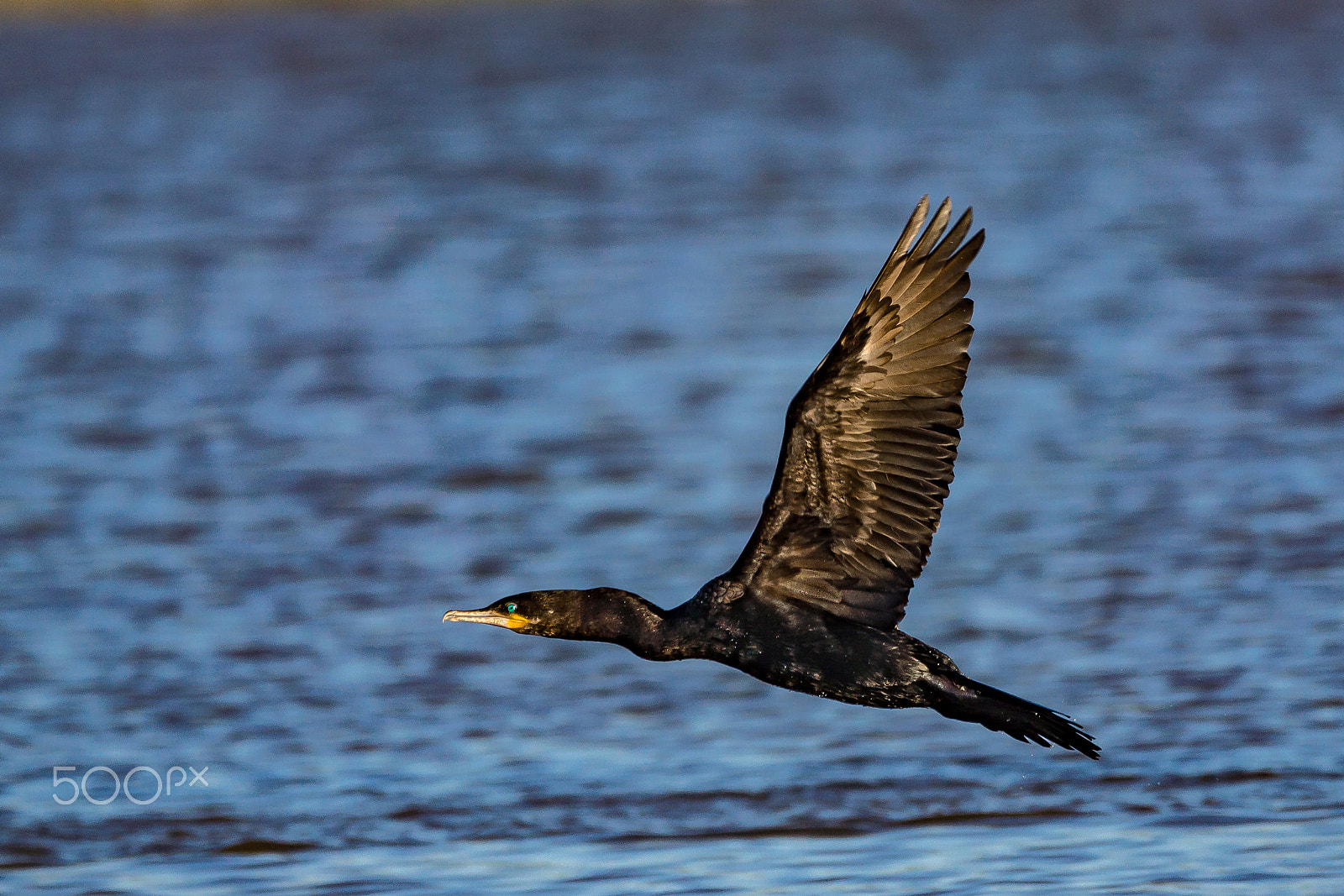 Sony SLT-A77 + Sony 70-300mm F4.5-5.6 G SSM sample photo. Wing beat geometry photography