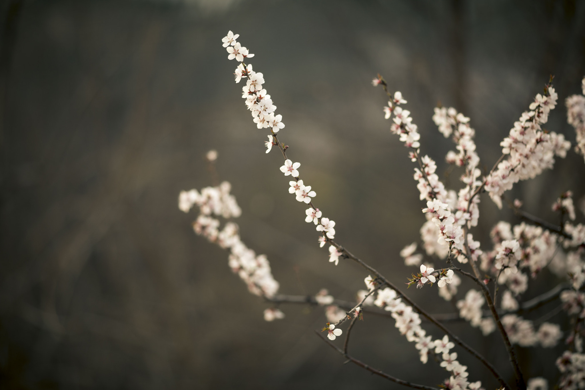 Canon EOS 5D Mark IV sample photo. Flower dance photography