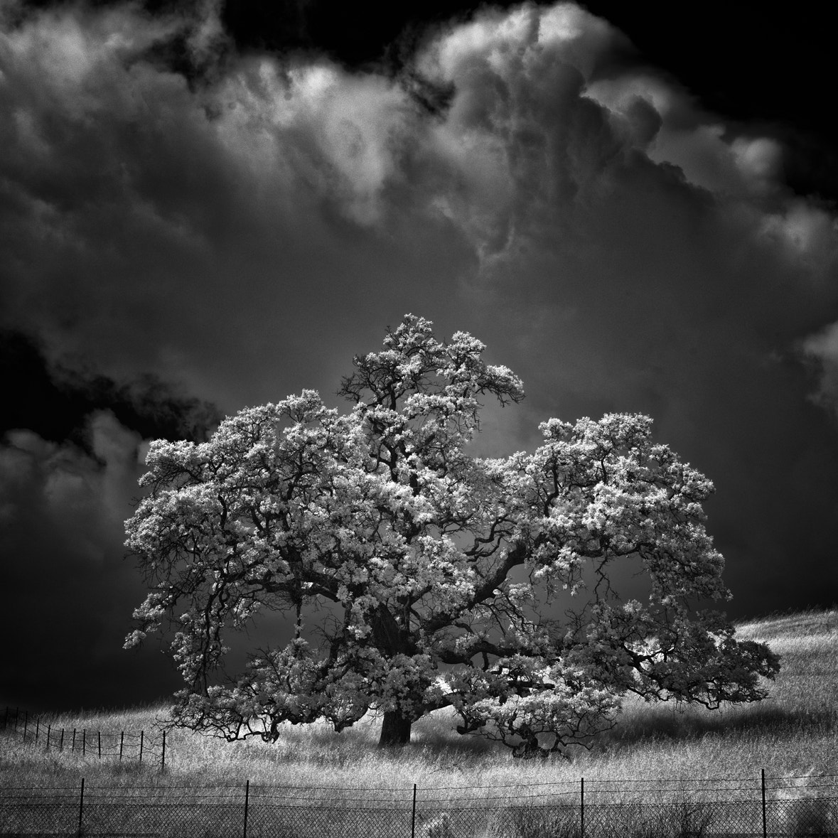 Sony a7R + Tamron SP 24-70mm F2.8 Di VC USD sample photo. Oak tree photography