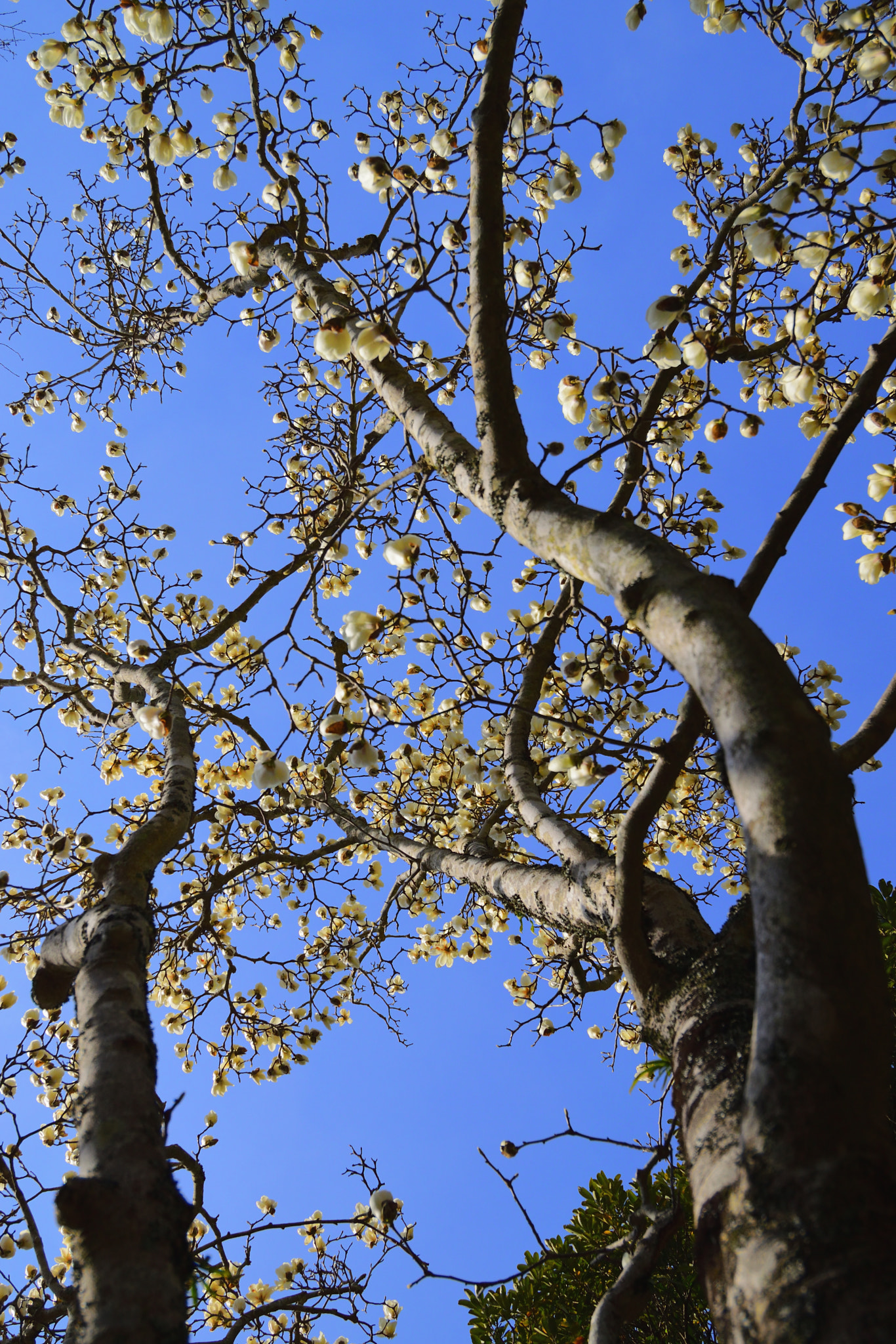 Nikon D5300 + Nikon AF-S Nikkor 18-35mm F3.5-4.5G ED sample photo. Tree&sky photography