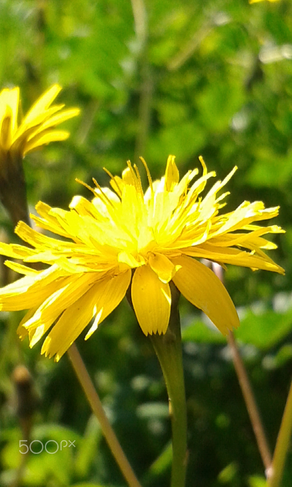 Samsung Galaxy Trend Plus sample photo. A flower in berrchid morocco photography