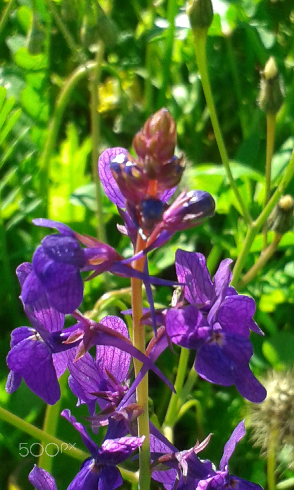 Samsung Galaxy Trend Plus sample photo. A flower in berrchid morocco photography