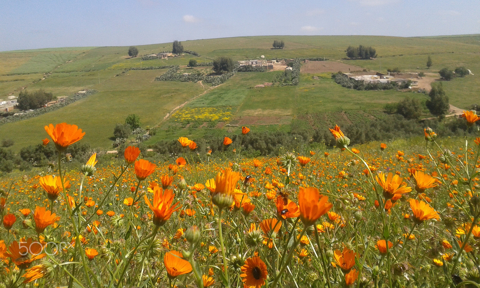 Samsung Galaxy Trend Plus sample photo. A flowers in berrchid morocco photography