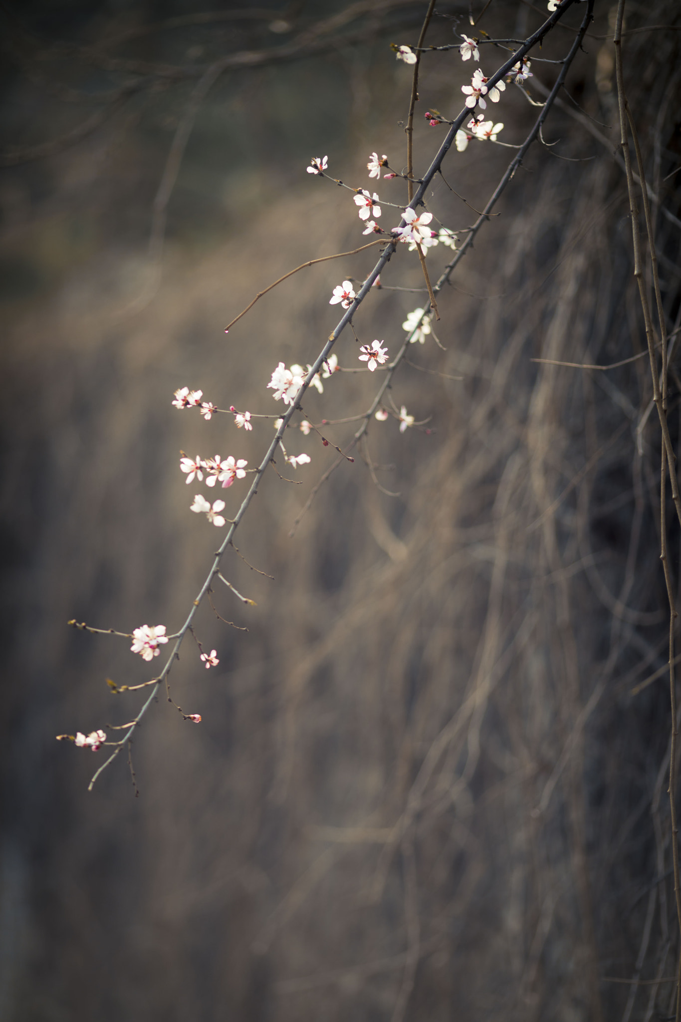 Canon EOS 5D Mark IV + Canon EF 135mm F2L USM sample photo. Lost photography
