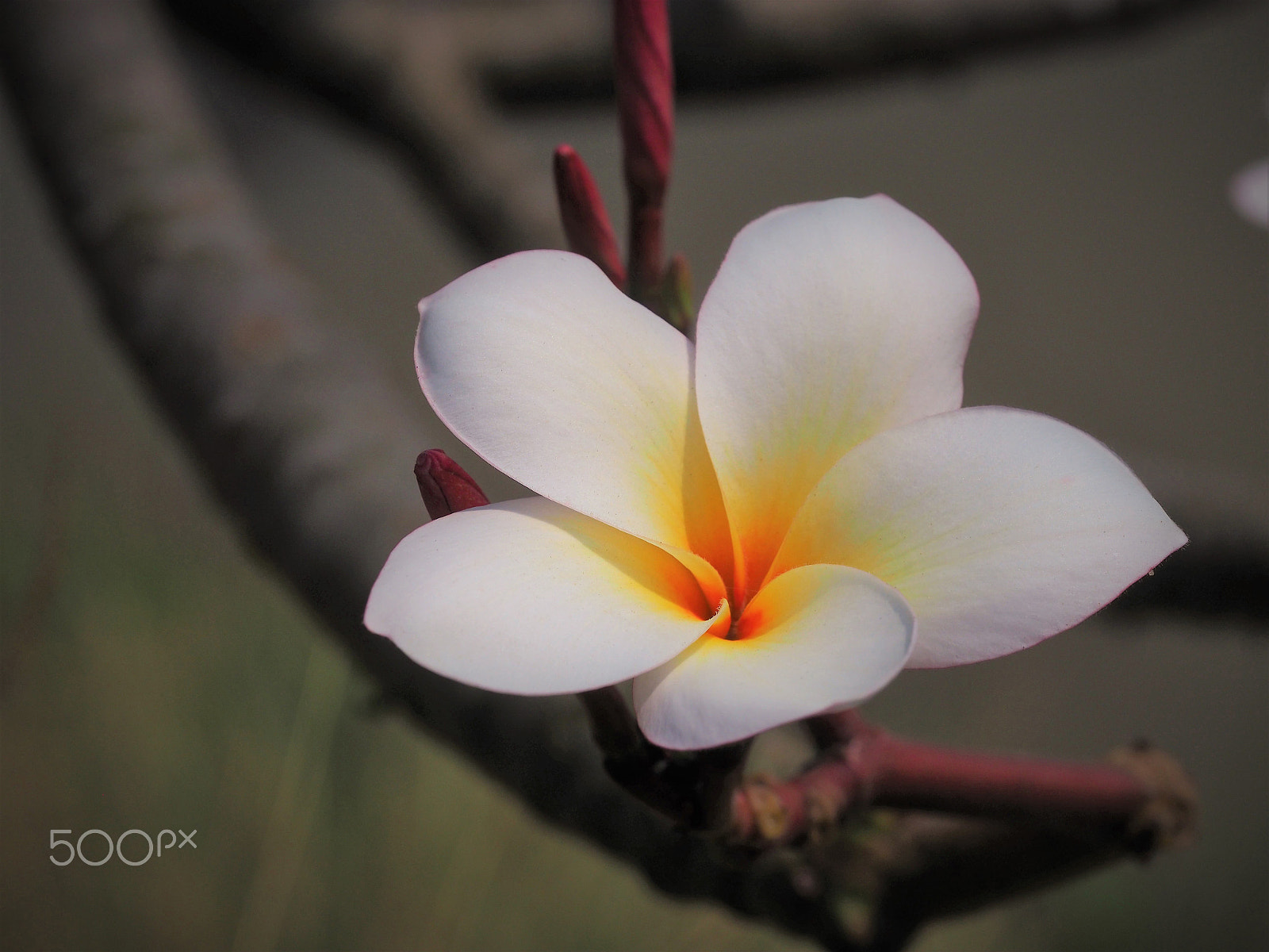 Olympus M.Zuiko Digital ED 60mm F2.8 Macro sample photo. White flower. photography