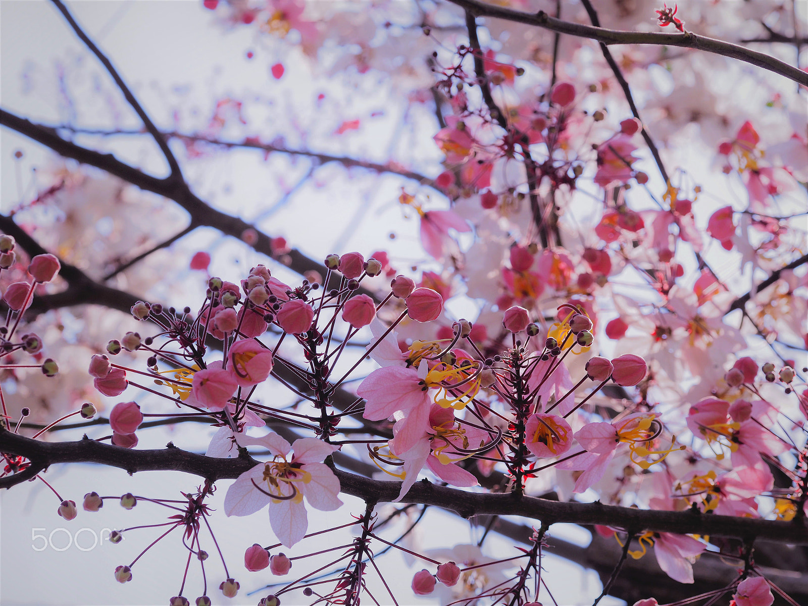 Olympus PEN-F + Olympus M.Zuiko Digital ED 60mm F2.8 Macro sample photo. Pink flower. photography