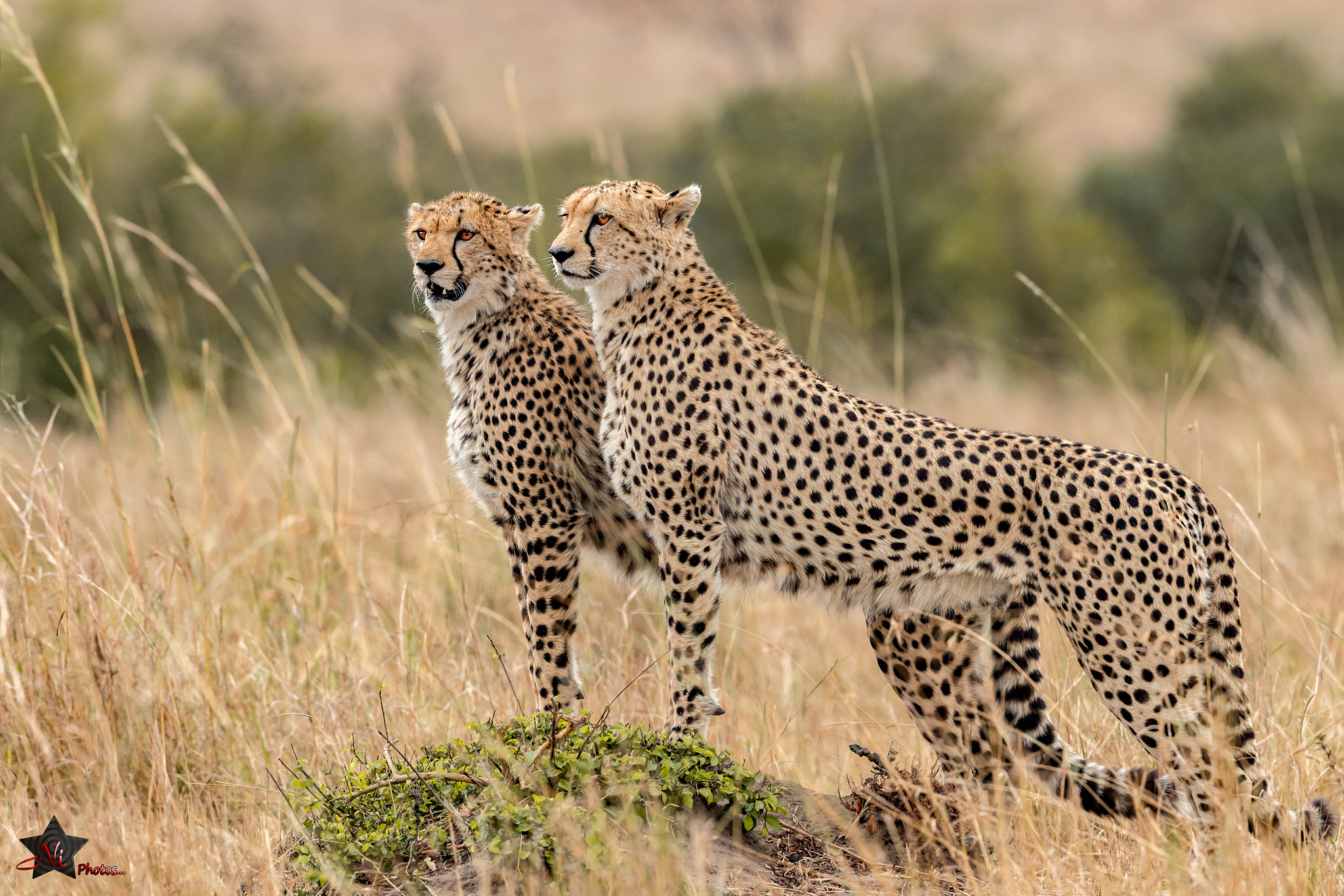 Nikon AF-S Nikkor 600mm F4E FL ED VR sample photo. Cheetah brothers photography