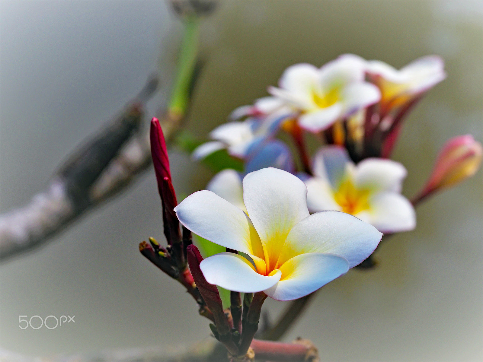 Olympus M.Zuiko Digital ED 60mm F2.8 Macro sample photo. White flower. photography
