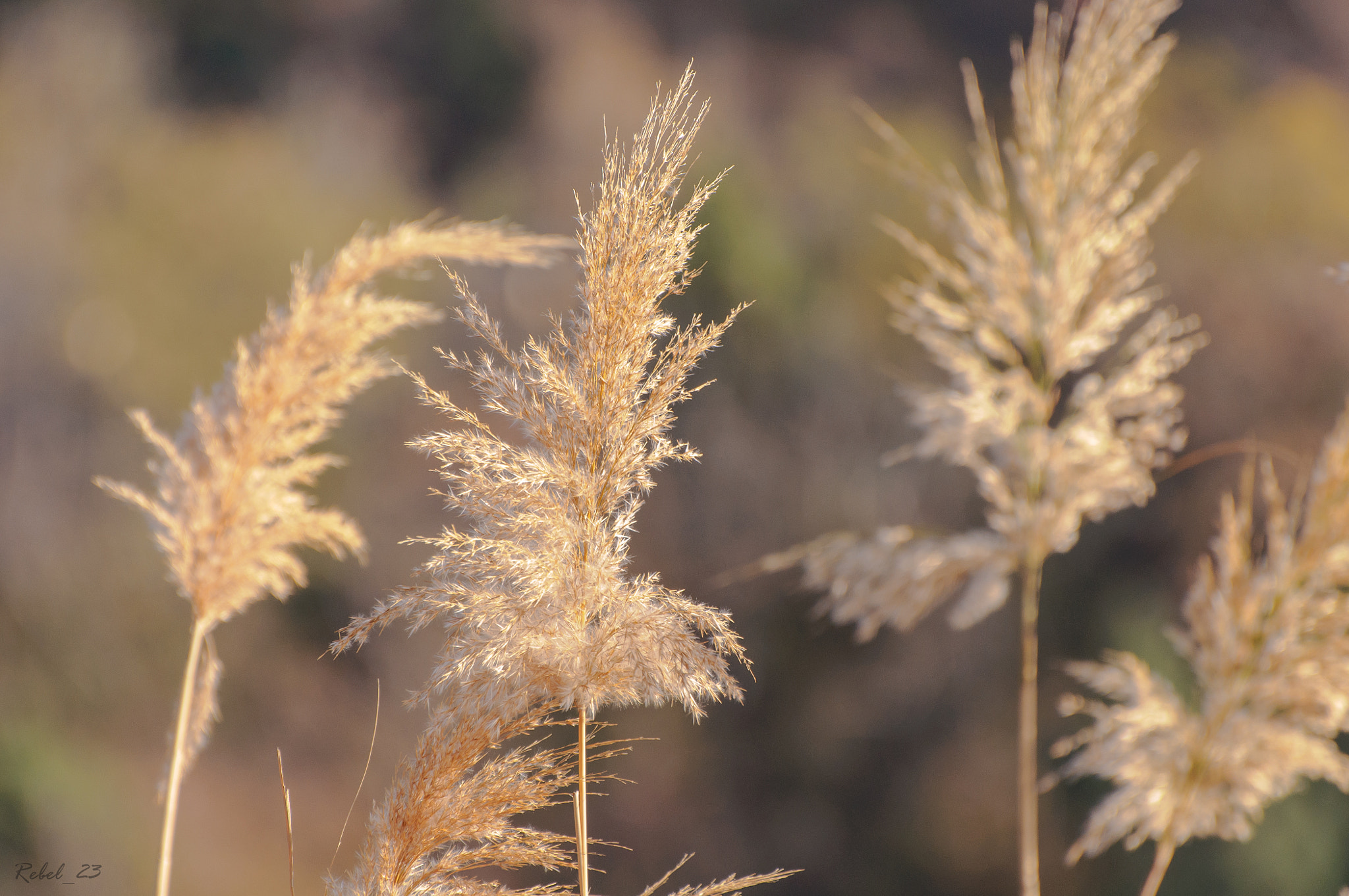 Reed of Autumn