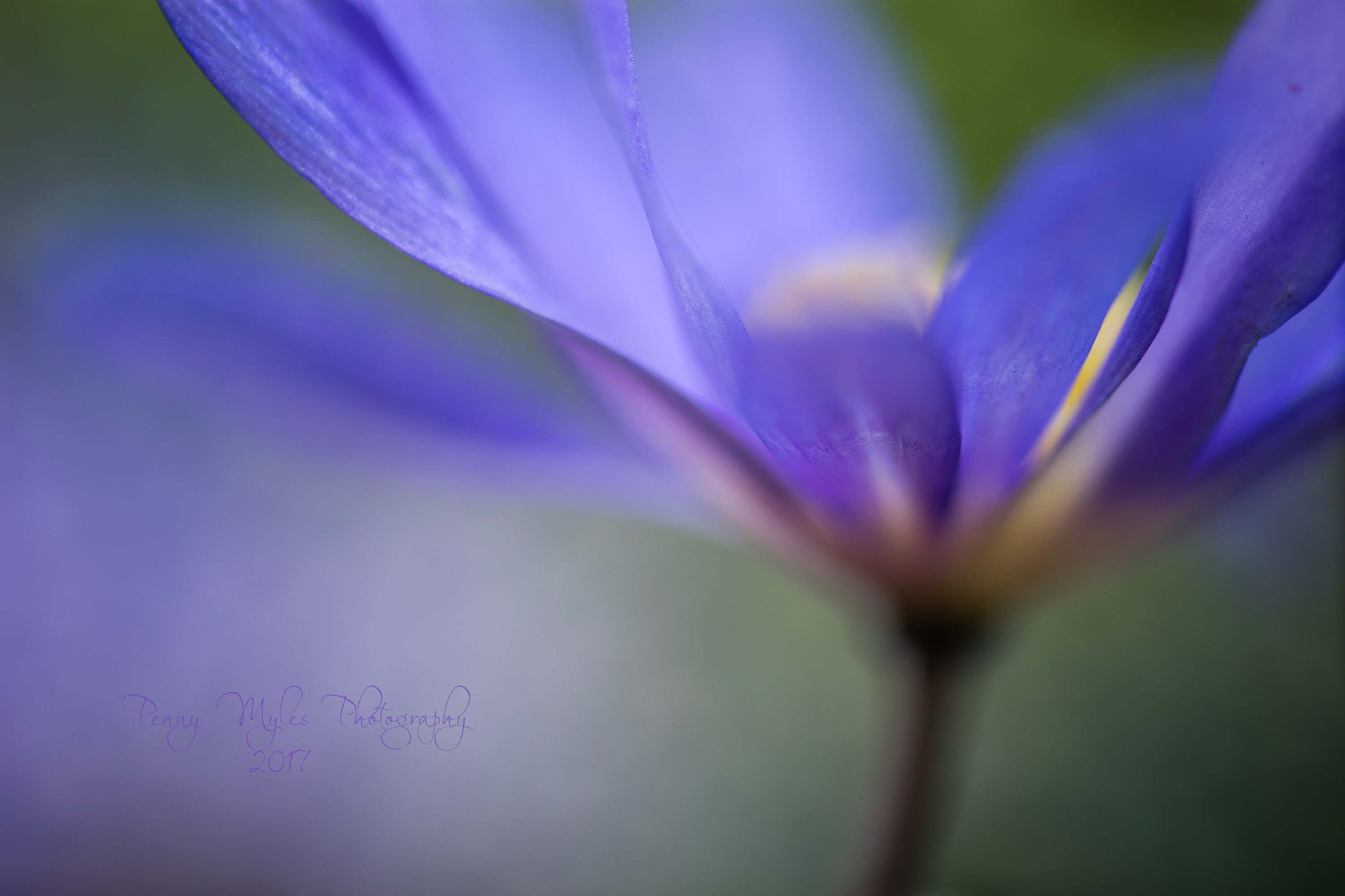 Canon EF 180mm F3.5L Macro USM sample photo. Impressions photography