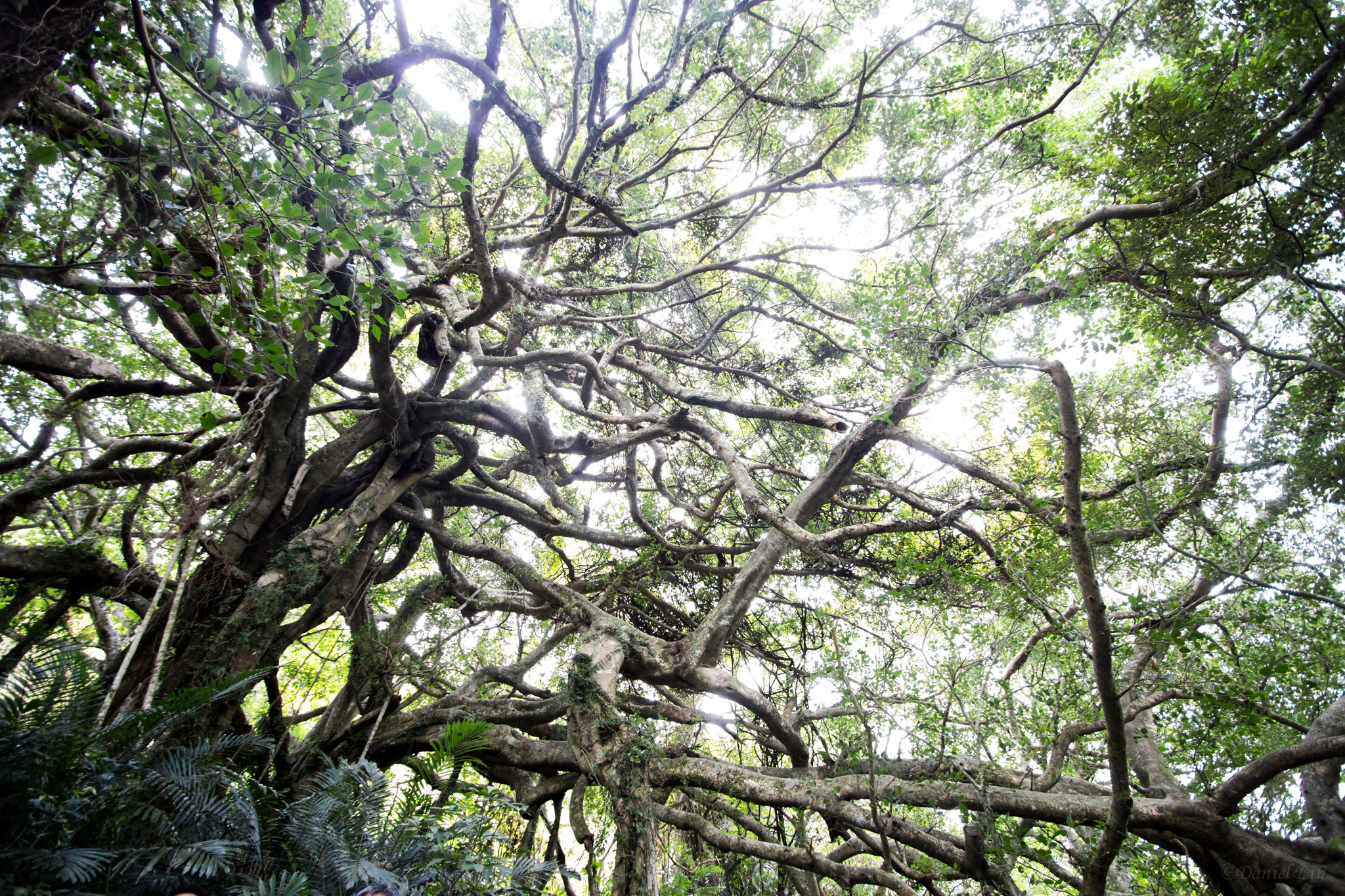 Canon EF-S 10-22mm F3.5-4.5 USM sample photo. 巒山白榕, white bark banyan at luanshan, 2015 photography
