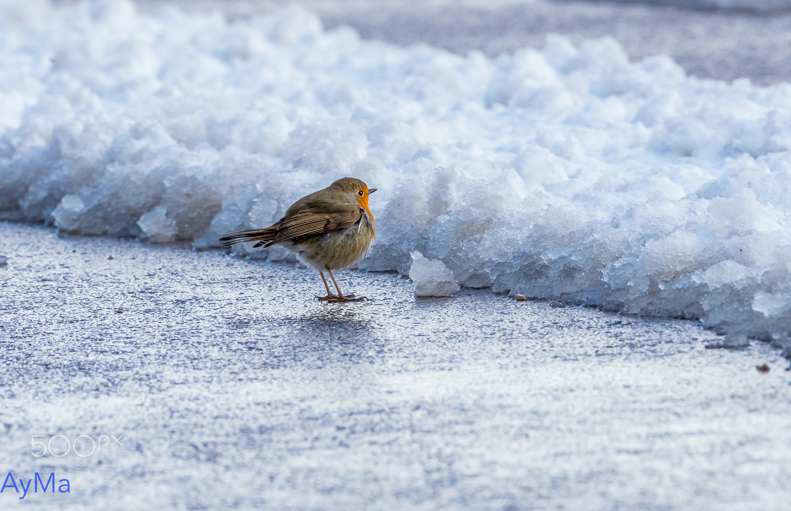 Canon EF 200-400mm F4L IS USM Extender 1.4x sample photo. Robin - erithacus rubecula photography
