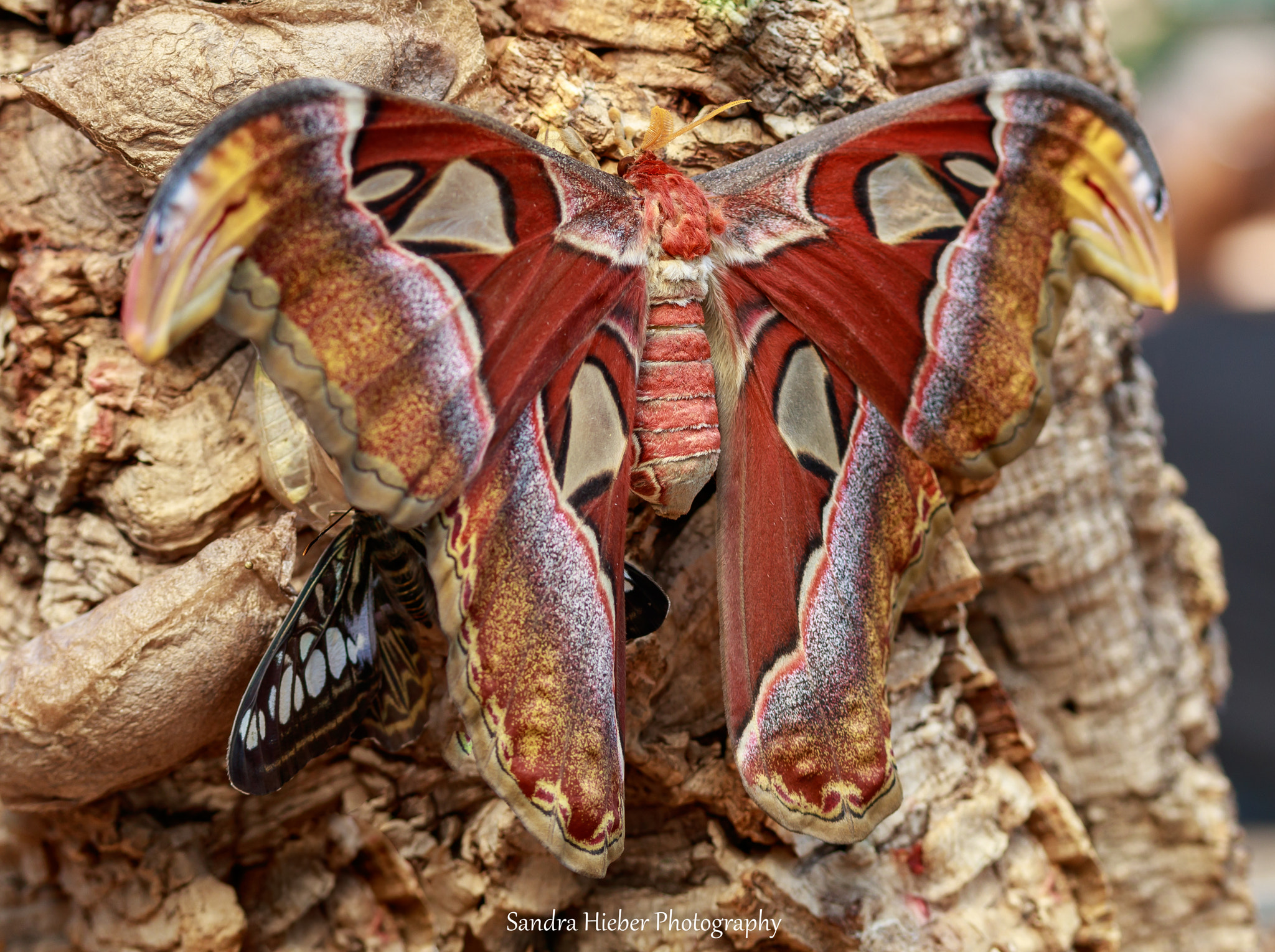 Canon EF-S 60mm F2.8 Macro USM sample photo. Atlas-seidenspinner (attacus atlas) photography